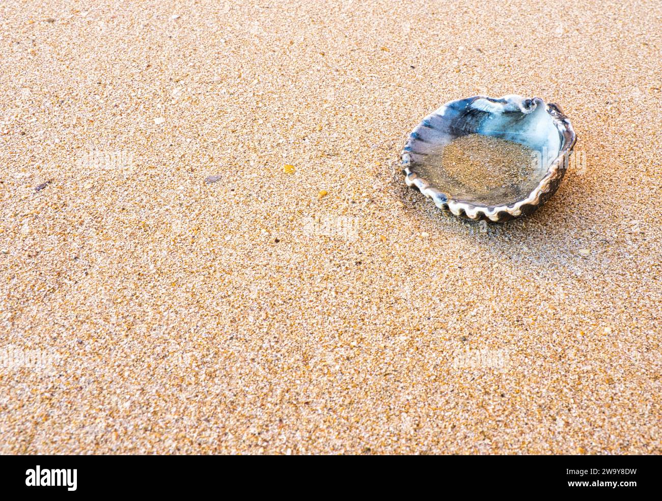 Eine Schale auf nassem Sand am Strand Stockfoto