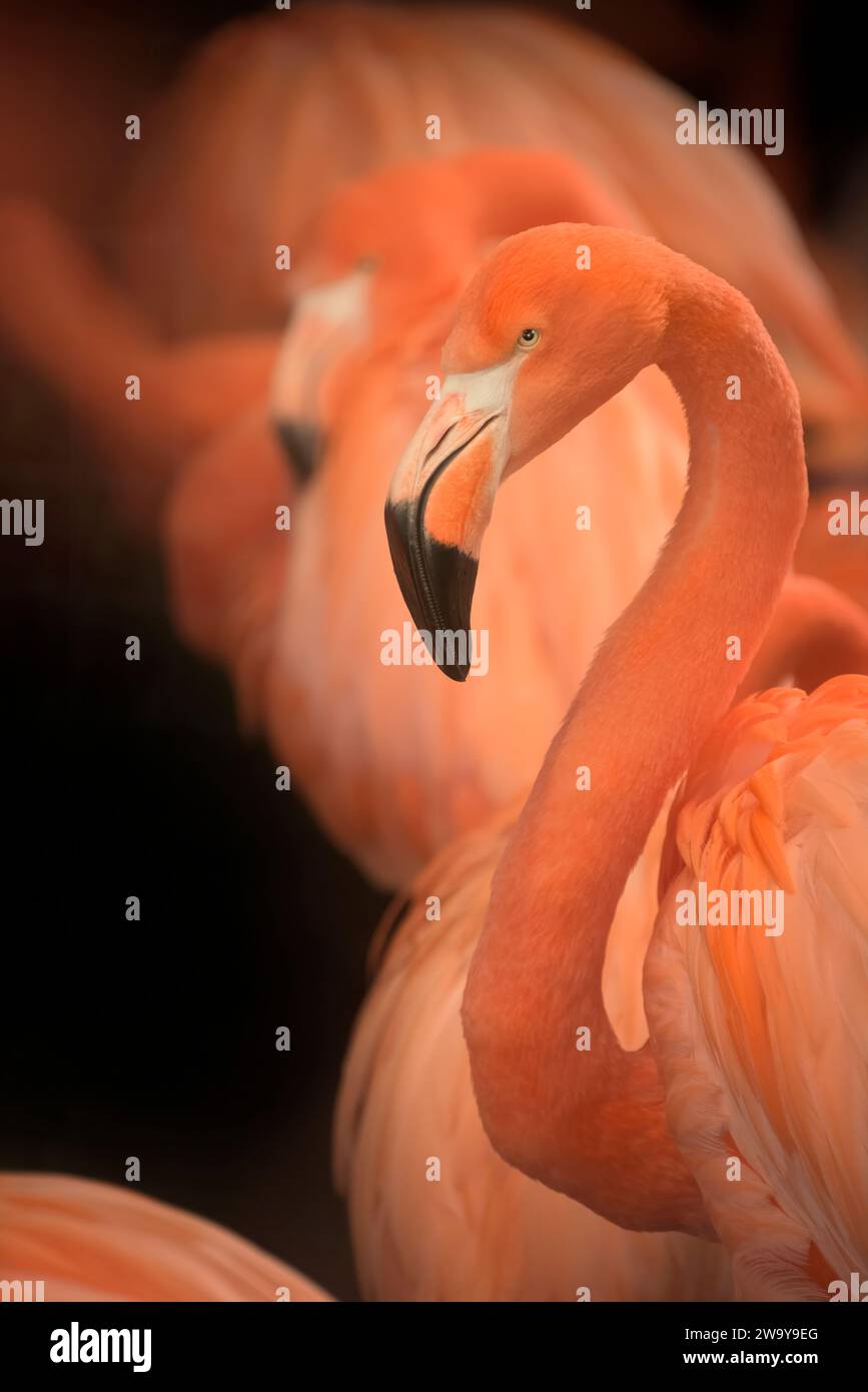 Flamingos - es gibt sechs verschiedene Flamingos-Arten in WWT Slimbridge. Dies sind amerikanische Flamingos (Karibische Flamingos) in ihrem Gehege auf einem Stockfoto