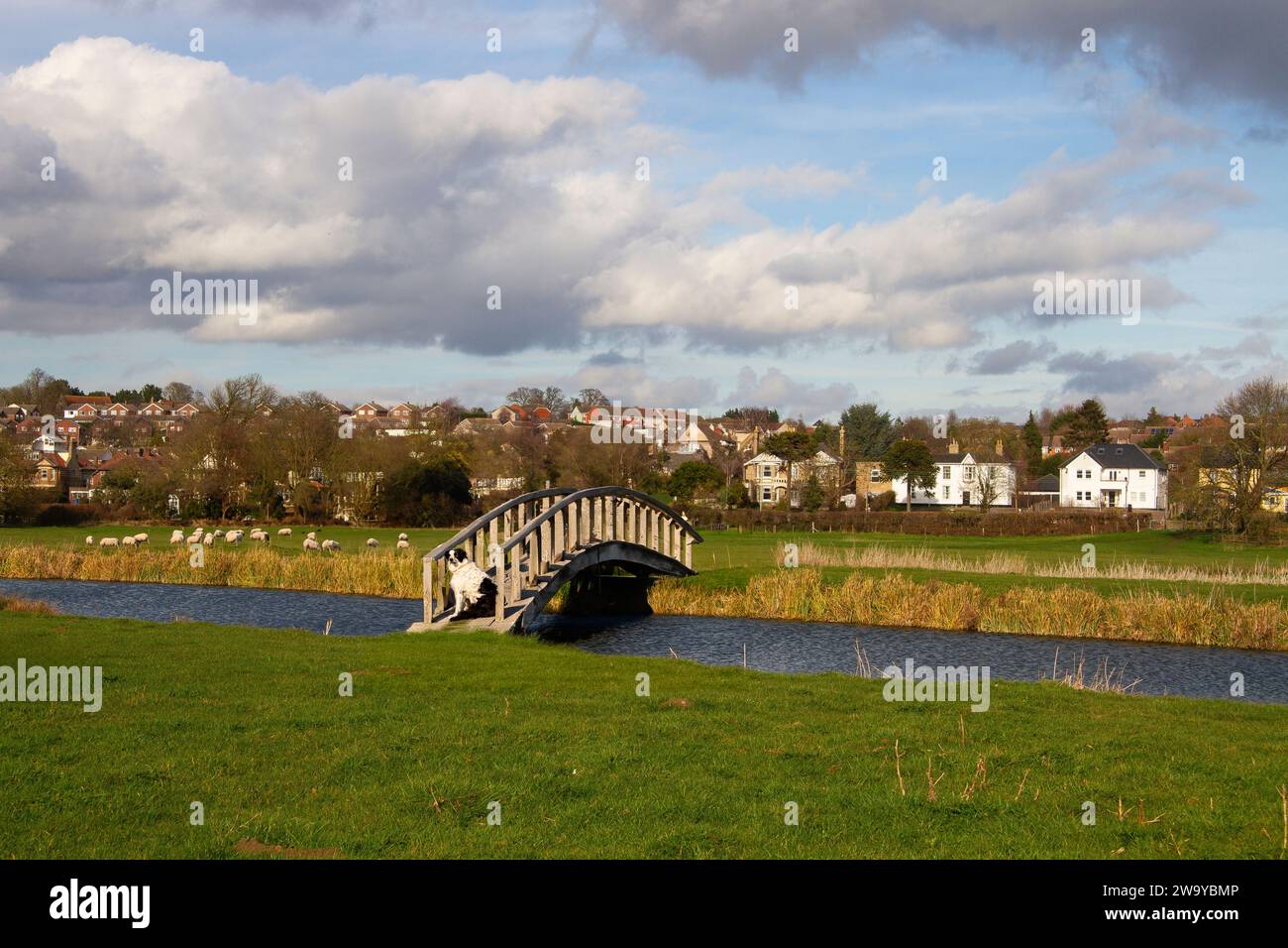 Fluss mit Wasserwiesen und einer alten Holzbrücke mit einem Schäferhund, der im Hintergrund mit Schafen und Häusern in der Ferne sitzt. Stockfoto