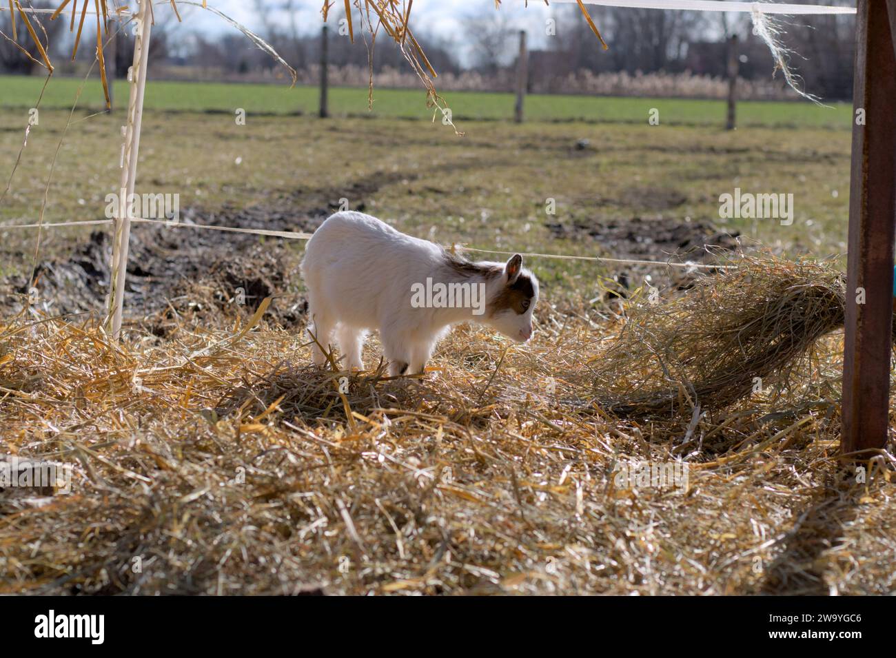 Ländliche Gelassenheit: Baby-Ziege auf dem Heu mit grünen Feldern im Hintergrund Stockfoto