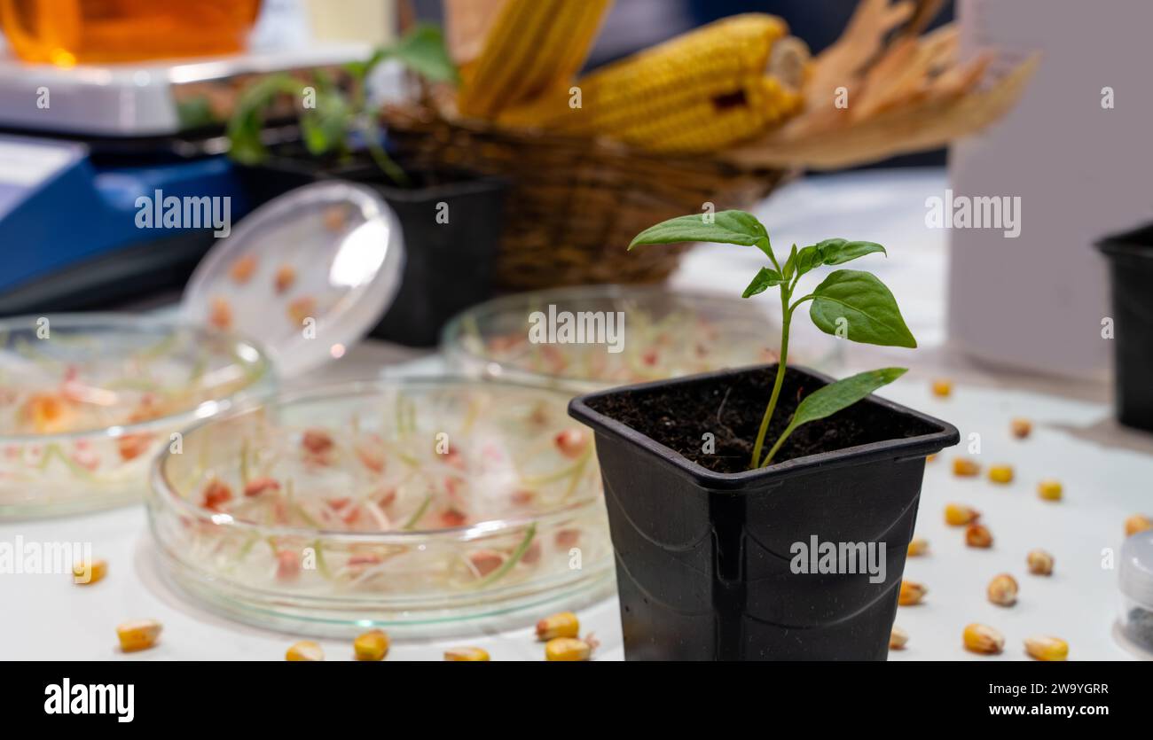 Weizen- und Bohnenanbau im Labor. Intelligente Technologien in der Landwirtschaft. Stockfoto
