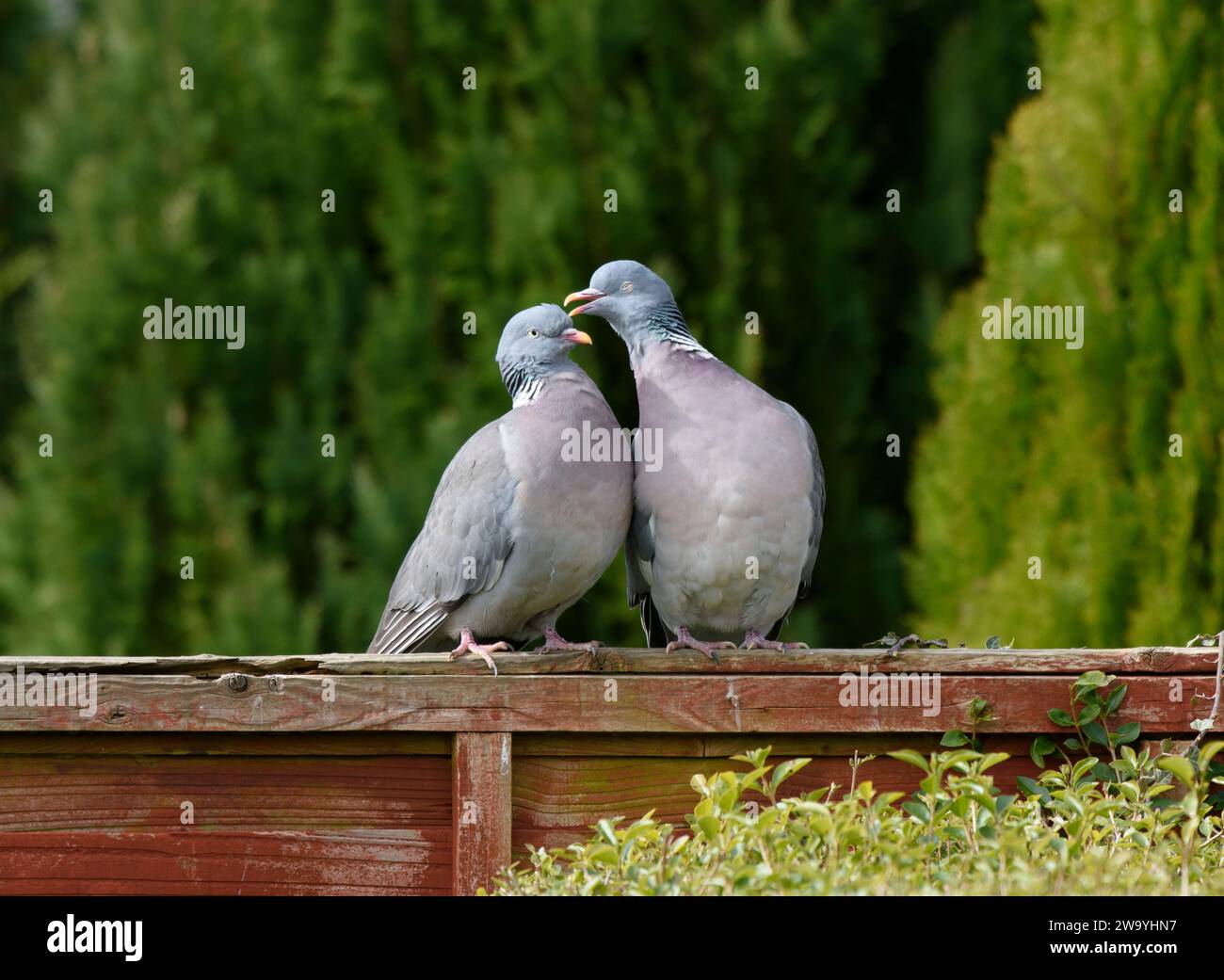 Gemeine Holztaube Columba palumbus, ein Paar, das ein Balzritual durchführt, auf einem Gartenzaun, County Durham, England, Großbritannien, März. Stockfoto