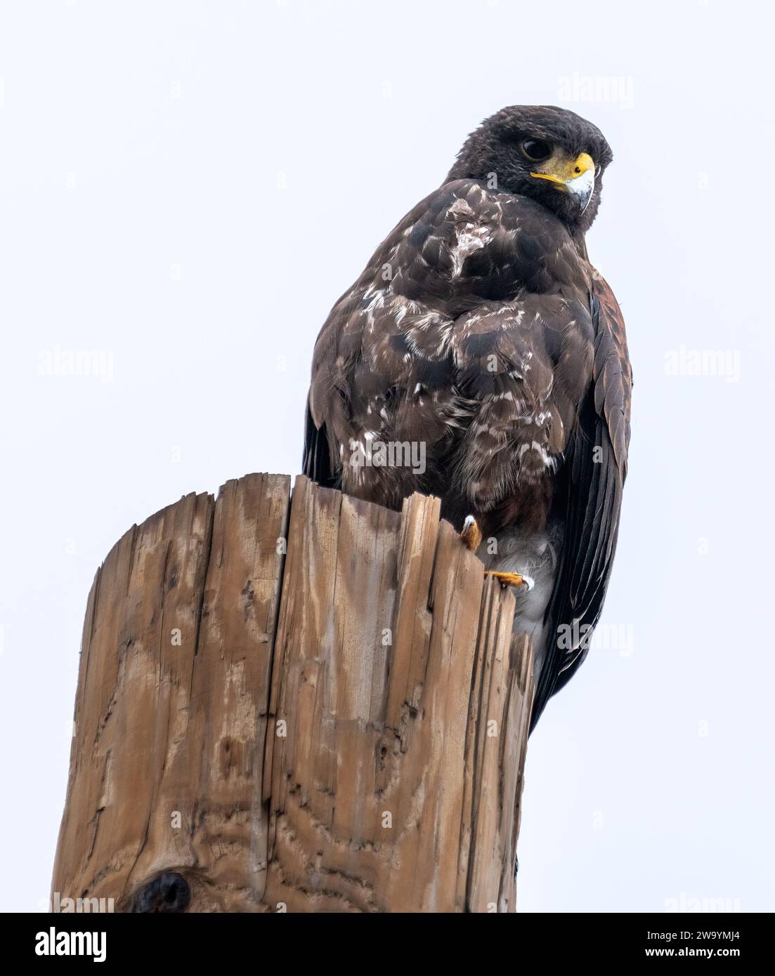 Harris Hawk sitzt hoch auf einer Stange und schaut an einem bewölkten Tag nach unten Stockfoto