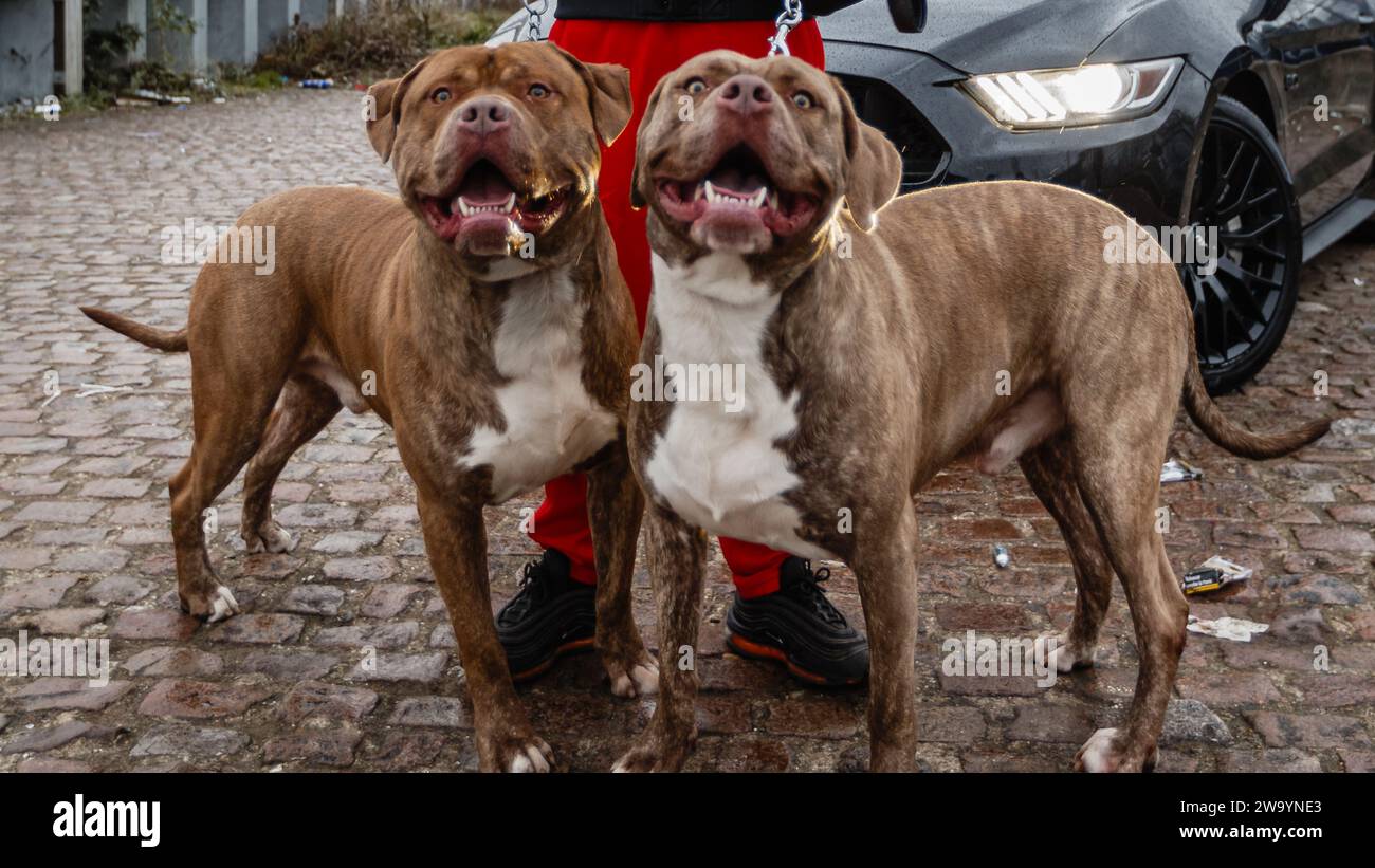 Zwei aufmerksame große Hunde. Stockfoto