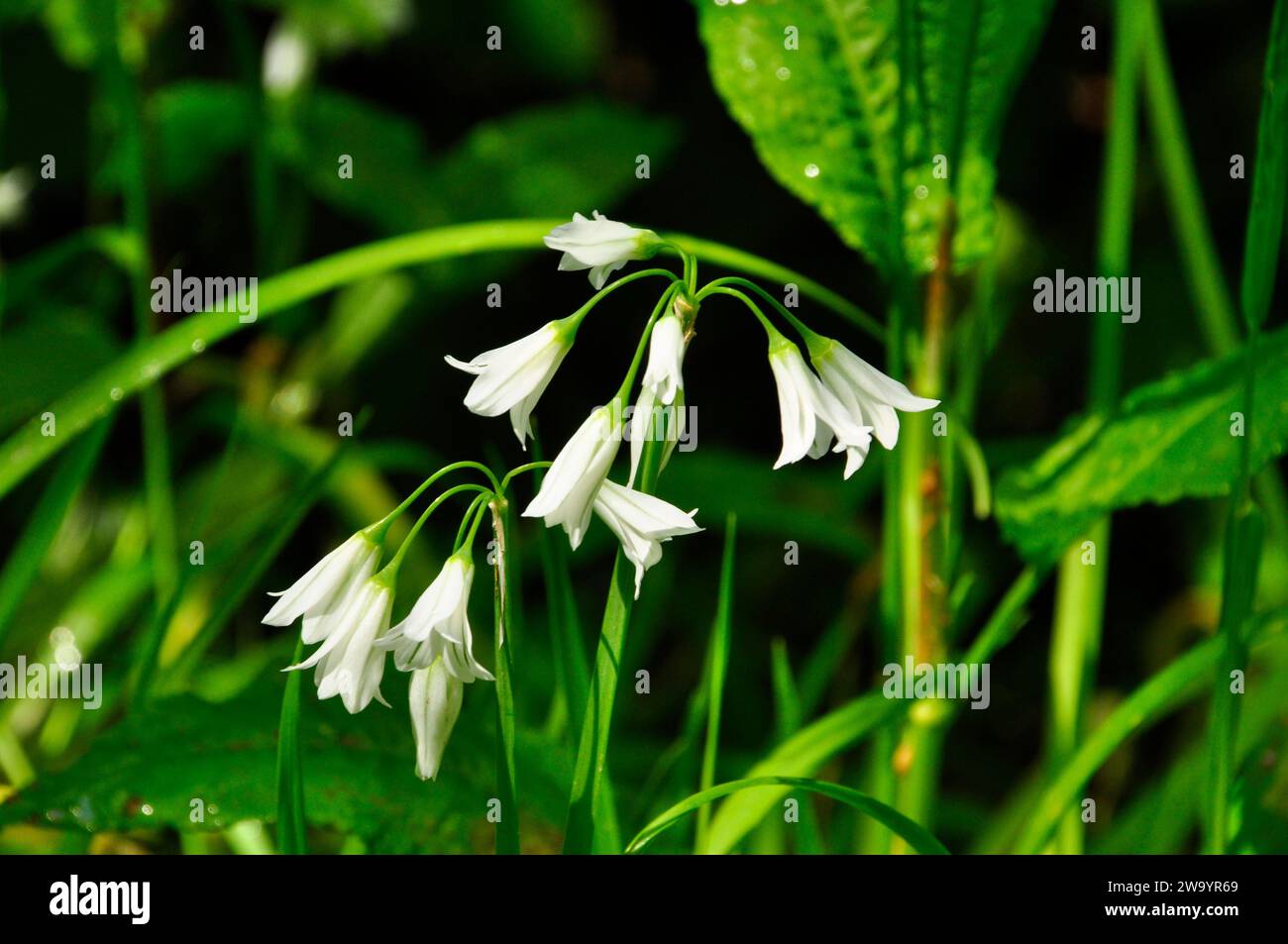 Dreieckiger Lauch, Allium triquetrum, weiße glockenartige Blüten, dreiseitiger Stiel, Frühling, wächst in einer Hecke in Cornwall, Südwest-England Stockfoto