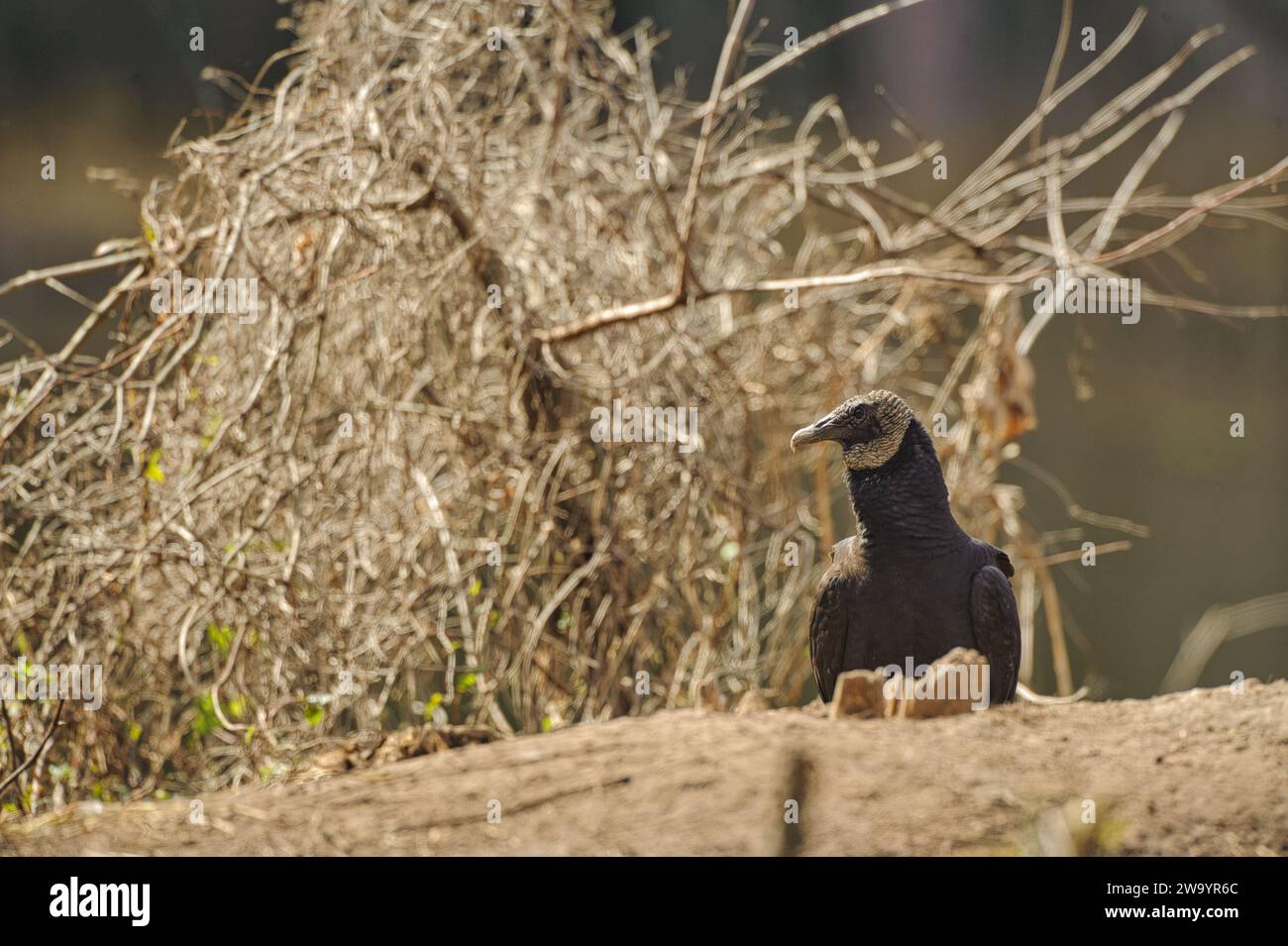 Schwarzer Geier auf dem Boden Stockfoto