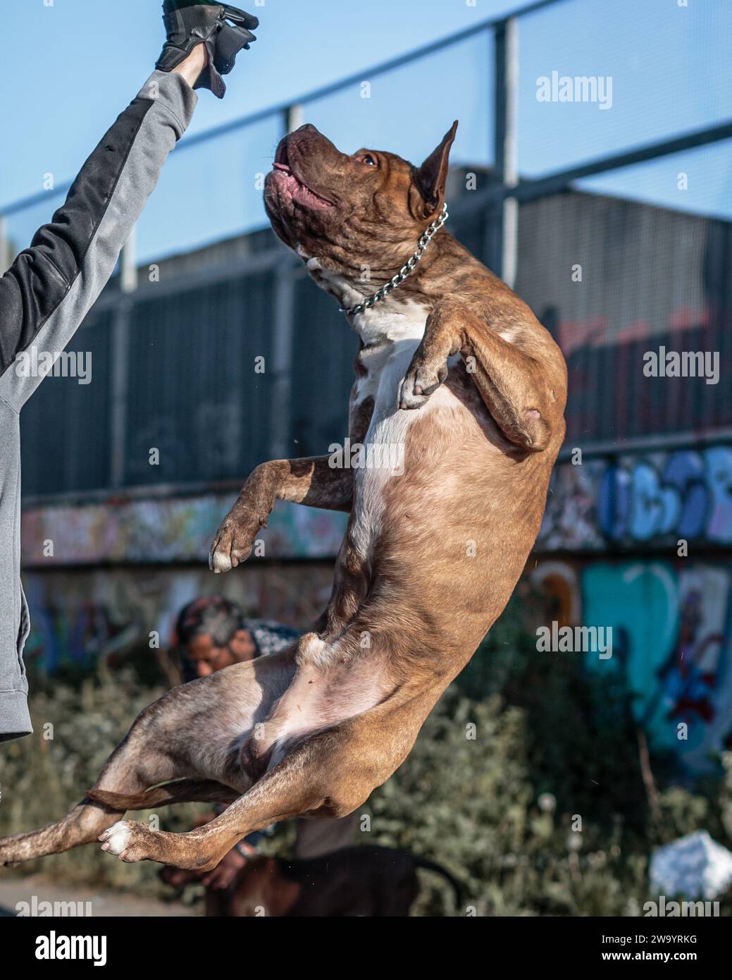 Ein hüpfender, wild aussehender, sanfter Riesenhund. Stockfoto