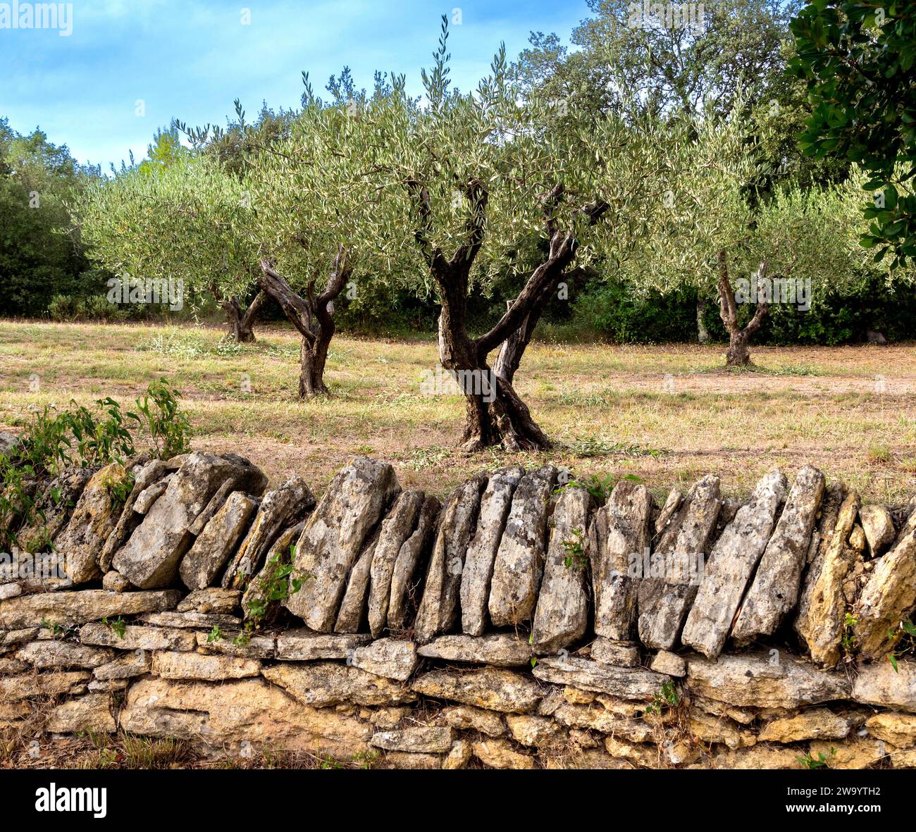 Olivenbäume in der Provence, Alpes-de-Haute-Provence, Provence-Alpes-Côte d'Azur, Frankreich, Europa Stockfoto