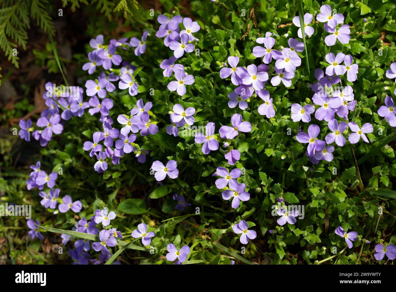 Blühende blaue Aubrieta im Frühling im Garten. Stockfoto