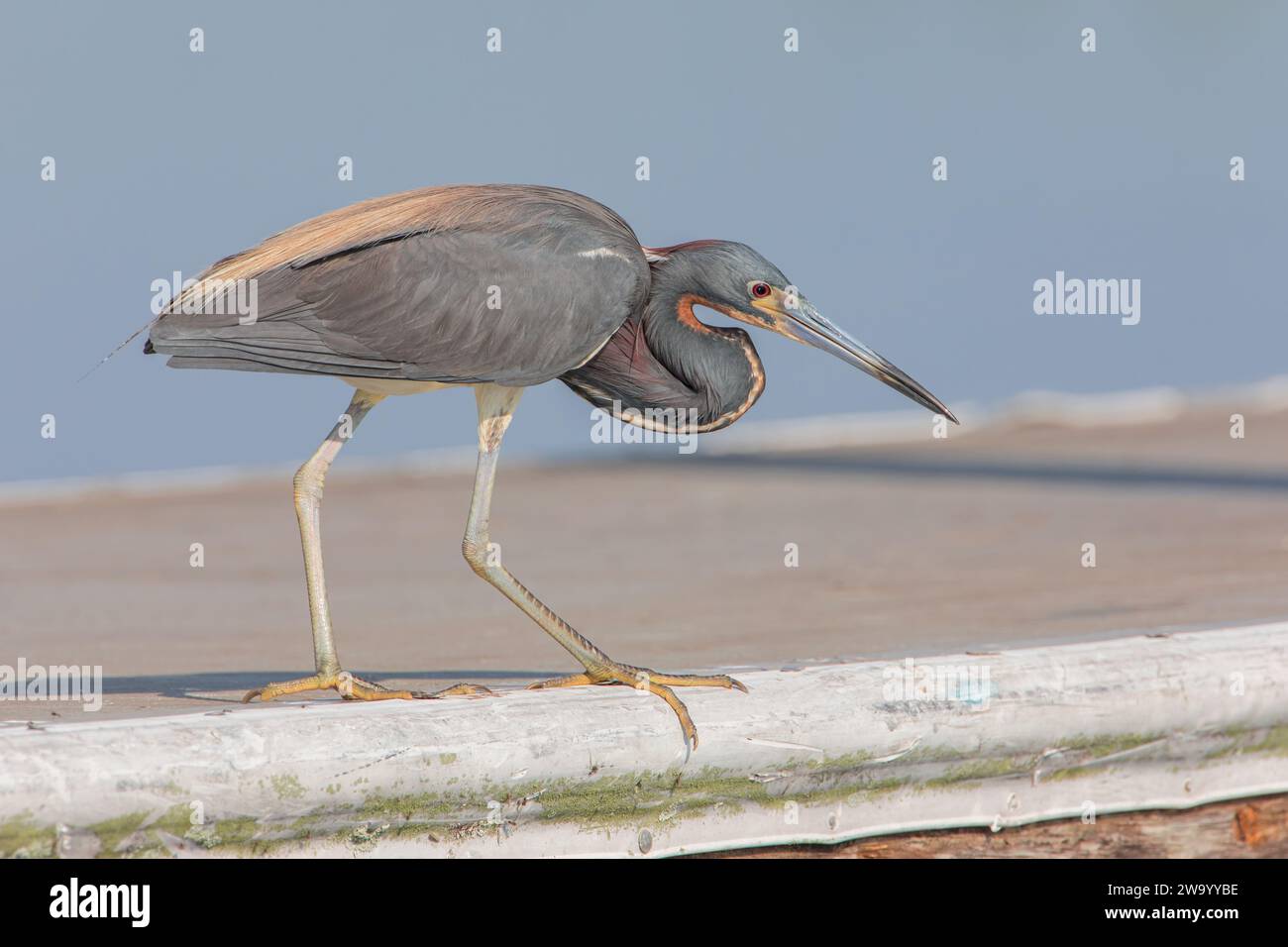 Dreifarbiger Reiher (Egretta tricolor) auf der Jagd nach Beute am Lake Kissimmee, Florida, USA Stockfoto