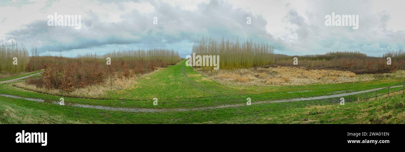 Panoramablick von einem Hügel eines bepflanzten Waldes im Erholungsgebiet Bentwoud im Westen der Niederlande. Stockfoto