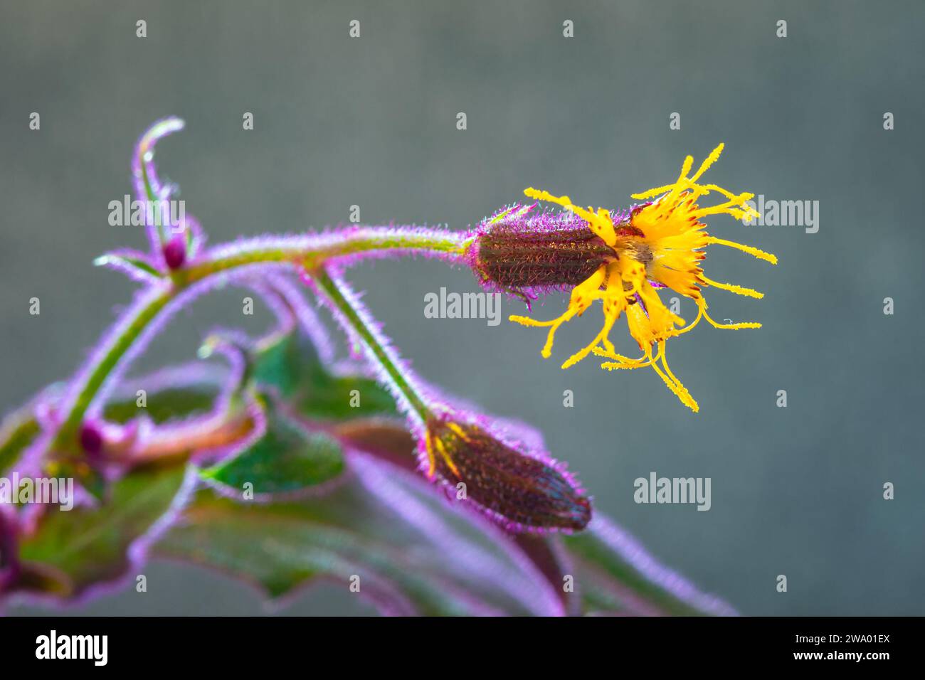Makrobild der gelben Blume einer violett-grünen Blattpflanze (Gynura aurantiaca). Stockfoto