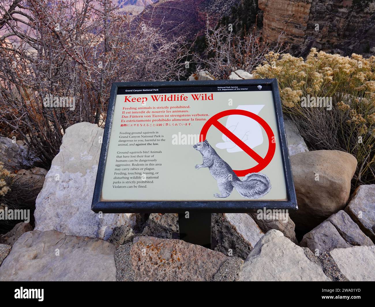 „Keep Wildlife Wild, US National Park Service Schild, das Besucher daran erinnert, keine Eichhörnchen und andere Tiere zu füttern. Grand Canyon, Nationalpark, Arizona. Stockfoto