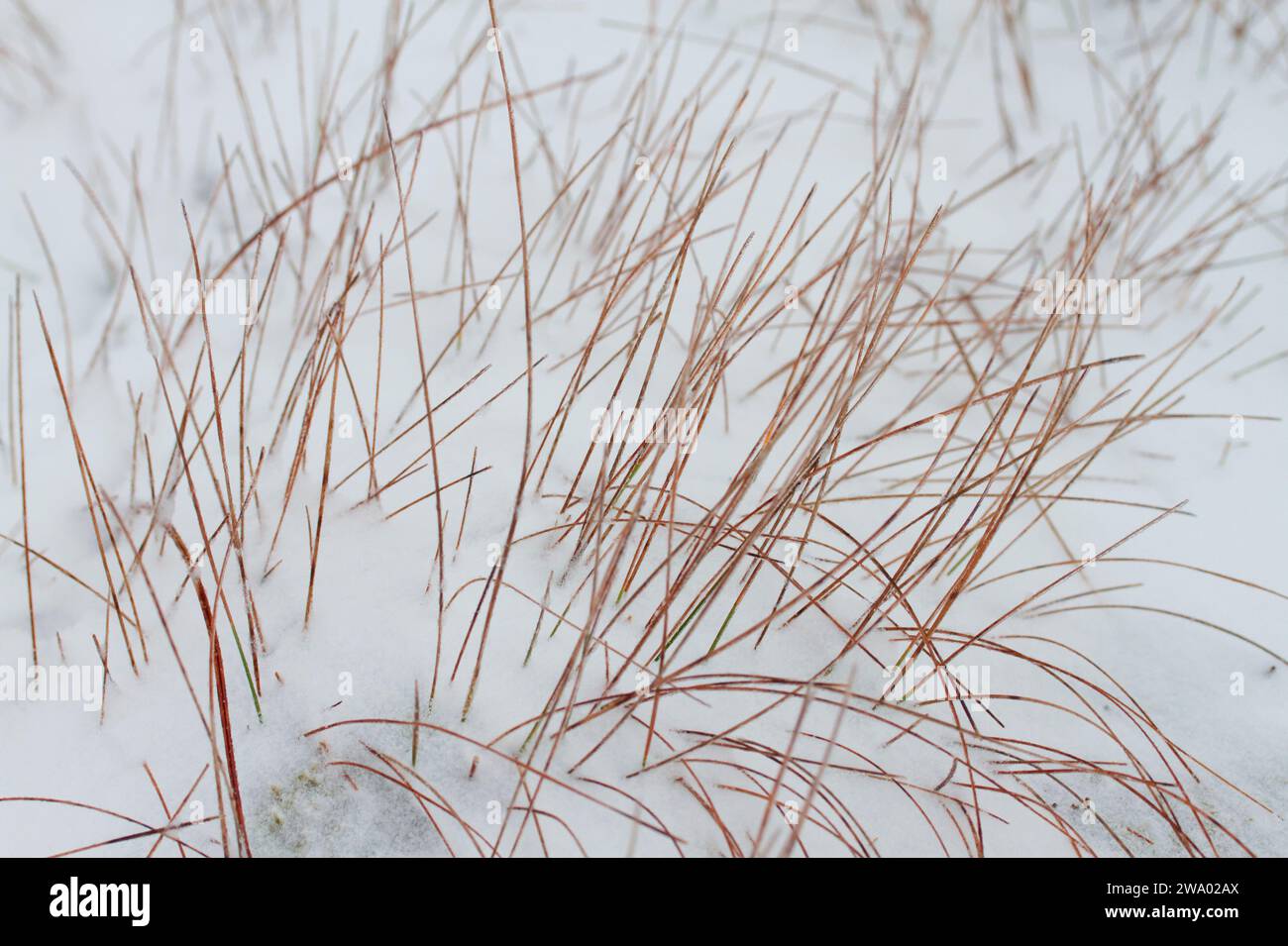 Abstrakte Muster in der Winterlandschaft, Orkney-Inseln Stockfoto