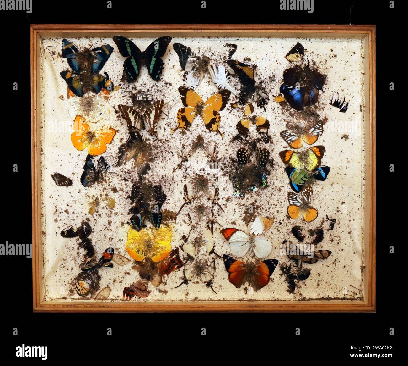 26.12..2023 / Sachsen Anhalt Sachsen-Anhalt Halle Schmetterling Schmetterlinge Falter Biodiversität Insekt Insekten Nachtfalter Macroaufnahme Makroaufnahme Makrofoto Makrofoto Parasitenbefall Insektensammlung Sammlung Insektenkasten Präparat Sammlungsschädlinge Museumskäfer Speckkäfer Staubläuse Zerstörung zerstört beschädigen Insektenpräparat zoologisches Präparat Schmetterlingspräparate *** 26 12 2023 Sachsen-Anhalt Sachsen Anhalt Halle Schmetterlinge Falter Falter Biodiversität Insekten Falter Makrofoto Makrofoto Makrofoto Makrofoto Makrofoto Parasitenbefall Insektensammlung Stockfoto