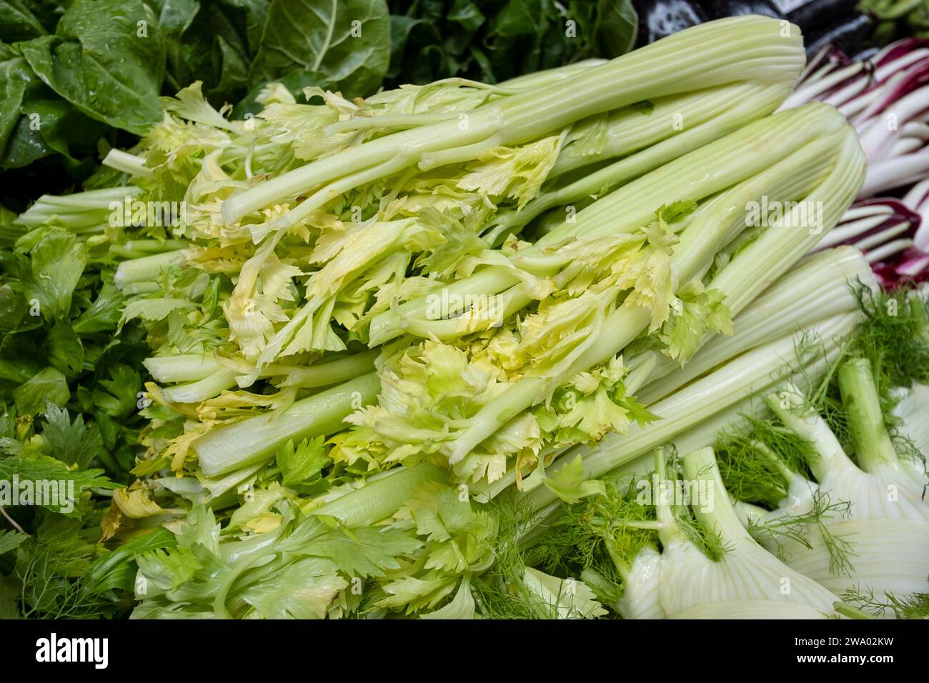 Bauernmarkt mit viel Gemüse und Schwerpunkt auf einem großen Bündel knuspriger Selleriehalme, köstlichem Gemüse, das in Suppen, Eintöpfen oder Salaten verwendet wird Stockfoto