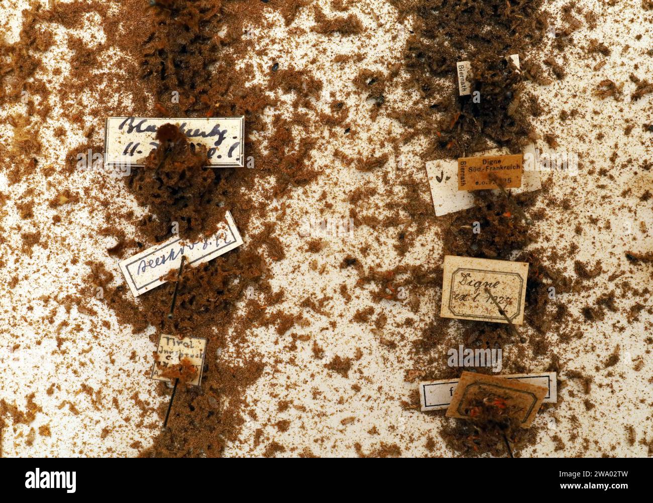 26.12..2023 / Sachsen Anhalt Sachsen-Anhalt Halle Schmetterling Schmetterlinge Falter Biodiversität Insekt Insekten Nachtfalter Macroaufnahme Makroaufnahme Makrofoto Makrofoto Parasitenbefall Insektensammlung Sammlung Insektenkasten Präparat Sammlungsschädlinge Museumskäfer Speckkäfer Staubläuse Zerstörung zerstört beschädigen Insektenpräparat zoologisches Präparat Schmetterlingspräparate *** 26 12 2023 Sachsen-Anhalt Sachsen Anhalt Halle Schmetterlinge Falter Falter Biodiversität Insekten Falter Makrofoto Makrofoto Makrofoto Makrofoto Makrofoto Parasitenbefall Insektensammlung Stockfoto