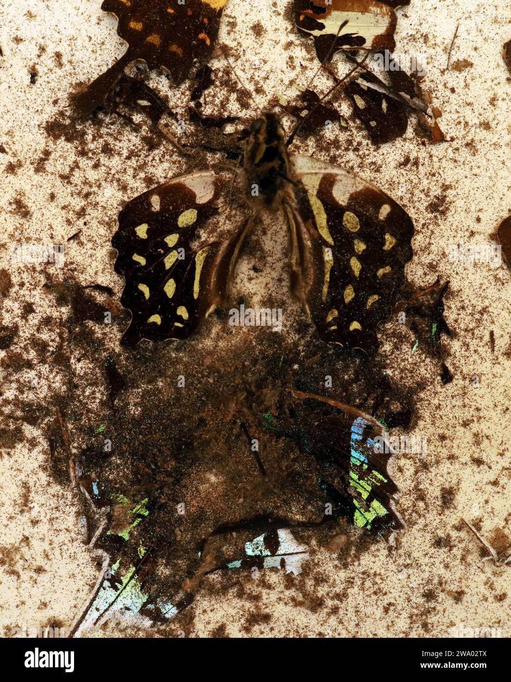 26.12..2023 / Sachsen Anhalt Sachsen-Anhalt Halle Schmetterling Schmetterlinge Falter Biodiversität Insekt Insekten Nachtfalter Macroaufnahme Makroaufnahme Makrofoto Makrofoto Parasitenbefall Insektensammlung Sammlung Insektenkasten Präparat Sammlungsschädlinge Museumskäfer Speckkäfer Staubläuse Zerstörung zerstört beschädigen Insektenpräparat zoologisches Präparat Schmetterlingspräparate *** 26 12 2023 Sachsen-Anhalt Sachsen Anhalt Halle Schmetterlinge Falter Falter Biodiversität Insekten Falter Makrofoto Makrofoto Makrofoto Makrofoto Makrofoto Parasitenbefall Insektensammlung Stockfoto