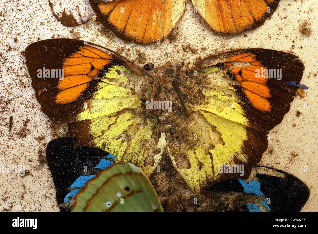 26.12..2023 / Sachsen Anhalt Sachsen-Anhalt Halle Schmetterling Schmetterlinge Falter Biodiversität Insekt Insekten Nachtfalter Macroaufnahme Makroaufnahme Makrofoto Makrofoto Parasitenbefall Insektensammlung Sammlung Insektenkasten Präparat Sammlungsschädlinge Museumskäfer Speckkäfer Staubläuse Zerstörung zerstört beschädigen Insektenpräparat zoologisches Präparat Schmetterlingspräparate *** 26 12 2023 Sachsen-Anhalt Sachsen Anhalt Halle Schmetterlinge Falter Falter Biodiversität Insekten Falter Makrofoto Makrofoto Makrofoto Makrofoto Makrofoto Parasitenbefall Insektensammlung Stockfoto