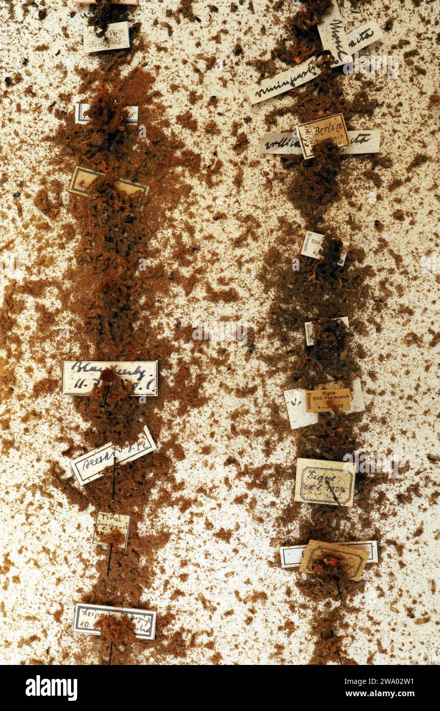 26.12..2023 / Sachsen Anhalt Sachsen-Anhalt Halle Schmetterling Schmetterlinge Falter Biodiversität Insekt Insekten Nachtfalter Macroaufnahme Makroaufnahme Makrofoto Makrofoto Parasitenbefall Insektensammlung Sammlung Insektenkasten Präparat Sammlungsschädlinge Museumskäfer Speckkäfer Staubläuse Zerstörung zerstört beschädigen Insektenpräparat zoologisches Präparat Schmetterlingspräparate *** 26 12 2023 Sachsen-Anhalt Sachsen Anhalt Halle Schmetterlinge Falter Falter Biodiversität Insekten Falter Makrofoto Makrofoto Makrofoto Makrofoto Makrofoto Parasitenbefall Insektensammlung Stockfoto