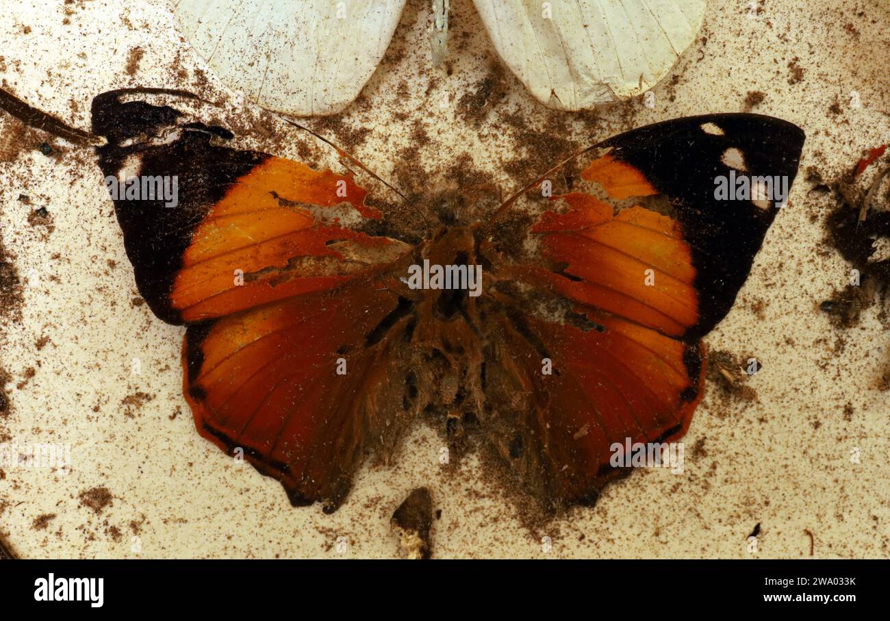 26.12..2023 / Sachsen Anhalt Sachsen-Anhalt Halle Schmetterling Schmetterlinge Falter Biodiversität Insekt Insekten Nachtfalter Macroaufnahme Makroaufnahme Makrofoto Makrofoto Parasitenbefall Insektensammlung Sammlung Insektenkasten Präparat Sammlungsschädlinge Museumskäfer Speckkäfer Staubläuse Zerstörung zerstört beschädigen Insektenpräparat zoologisches Präparat Schmetterlingspräparate *** 26 12 2023 Sachsen-Anhalt Sachsen Anhalt Halle Schmetterlinge Falter Falter Biodiversität Insekten Falter Makrofoto Makrofoto Makrofoto Makrofoto Makrofoto Parasitenbefall Insektensammlung Stockfoto