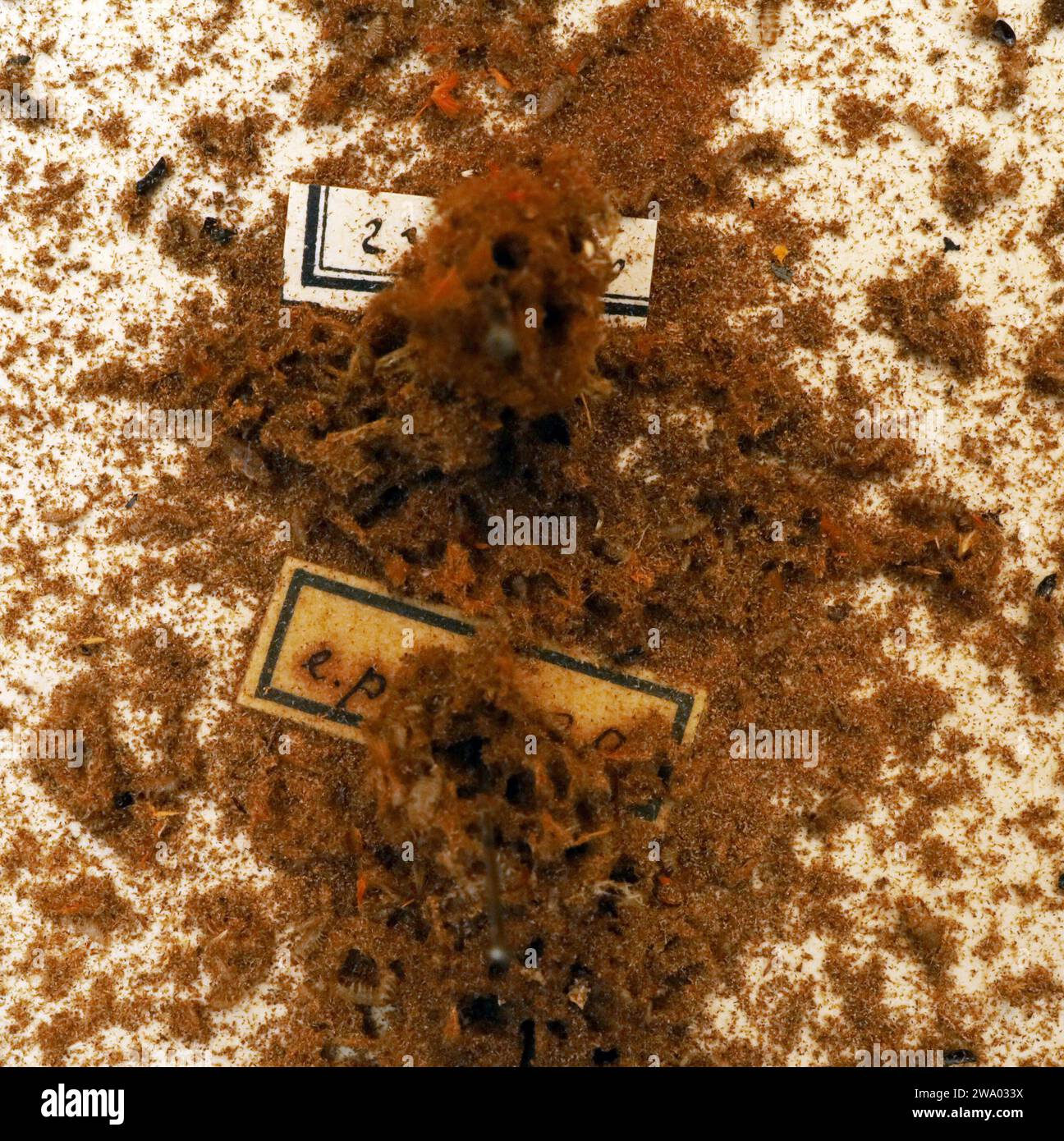 26.12..2023 / Sachsen Anhalt Sachsen-Anhalt Halle Schmetterling Schmetterlinge Falter Biodiversität Insekt Insekten Nachtfalter Macroaufnahme Makroaufnahme Makrofoto Makrofoto Parasitenbefall Insektensammlung Sammlung Insektenkasten Präparat Sammlungsschädlinge Museumskäfer Speckkäfer Staubläuse Zerstörung zerstört beschädigen Insektenpräparat zoologisches Präparat Schmetterlingspräparate *** 26 12 2023 Sachsen-Anhalt Sachsen Anhalt Halle Schmetterlinge Falter Falter Biodiversität Insekten Falter Makrofoto Makrofoto Makrofoto Makrofoto Makrofoto Parasitenbefall Insektensammlung Stockfoto