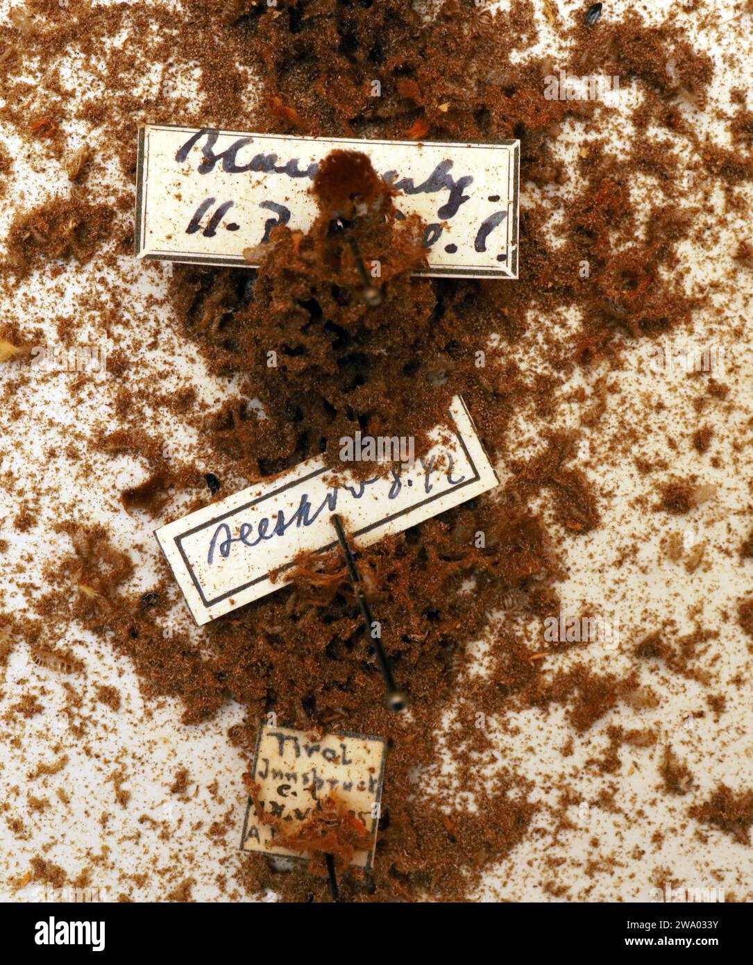 26.12..2023 / Sachsen Anhalt Sachsen-Anhalt Halle Schmetterling Schmetterlinge Falter Biodiversität Insekt Insekten Nachtfalter Macroaufnahme Makroaufnahme Makrofoto Makrofoto Parasitenbefall Insektensammlung Sammlung Insektenkasten Präparat Sammlungsschädlinge Museumskäfer Speckkäfer Staubläuse Zerstörung zerstört beschädigen Insektenpräparat zoologisches Präparat Schmetterlingspräparate *** 26 12 2023 Sachsen-Anhalt Sachsen Anhalt Halle Schmetterlinge Falter Falter Biodiversität Insekten Falter Makrofoto Makrofoto Makrofoto Makrofoto Makrofoto Parasitenbefall Insektensammlung Stockfoto