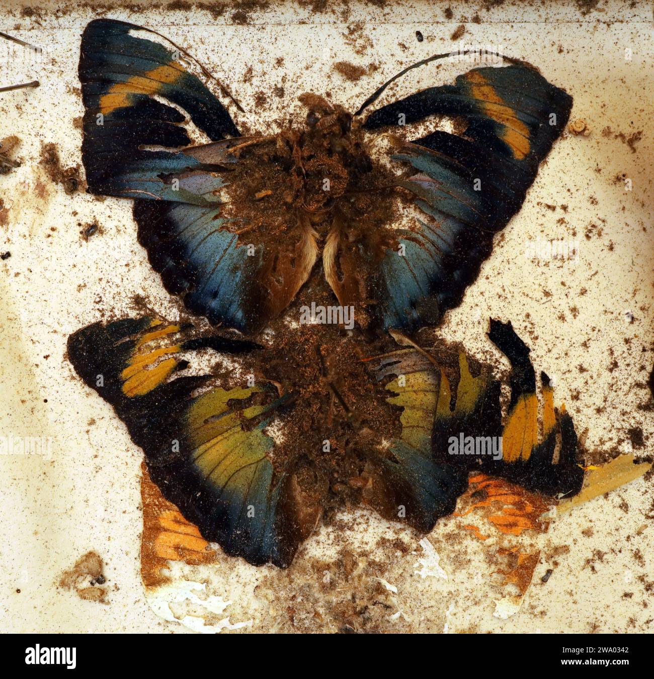 26.12..2023 / Sachsen Anhalt Sachsen-Anhalt Halle Schmetterling Schmetterlinge Falter Biodiversität Insekt Insekten Nachtfalter Macroaufnahme Makroaufnahme Makrofoto Makrofoto Parasitenbefall Insektensammlung Sammlung Insektenkasten Präparat Sammlungsschädlinge Museumskäfer Speckkäfer Staubläuse Zerstörung zerstört beschädigen Insektenpräparat zoologisches Präparat Schmetterlingspräparate *** 26 12 2023 Sachsen-Anhalt Sachsen Anhalt Halle Schmetterlinge Falter Falter Biodiversität Insekten Falter Makrofoto Makrofoto Makrofoto Makrofoto Makrofoto Parasitenbefall Insektensammlung Stockfoto