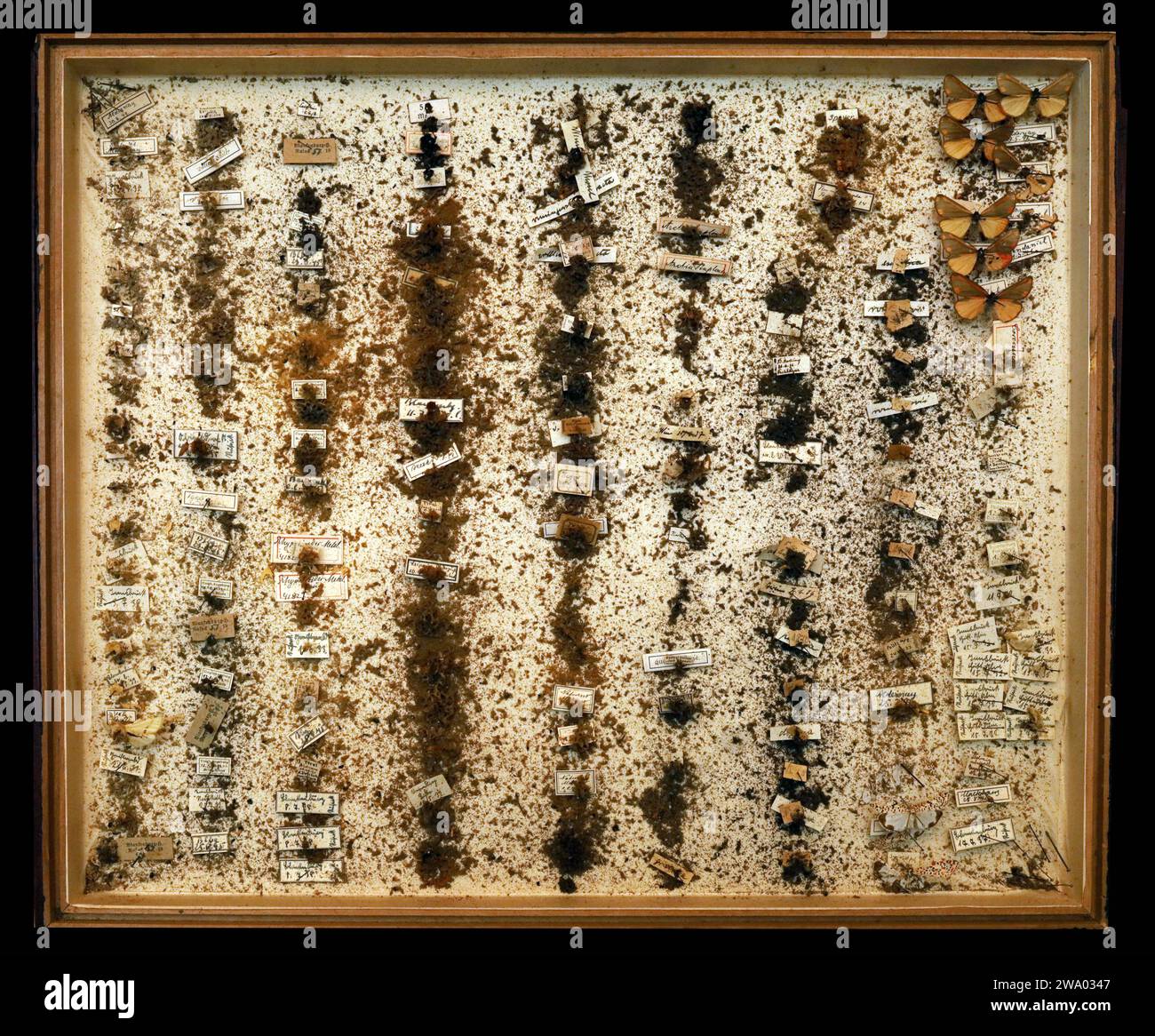 26.12..2023 / Sachsen Anhalt Sachsen-Anhalt Halle Schmetterling Schmetterlinge Falter Biodiversität Insekt Insekten Nachtfalter Macroaufnahme Makroaufnahme Makrofoto Makrofoto Parasitenbefall Insektensammlung Sammlung Insektenkasten Präparat Sammlungsschädlinge Museumskäfer Speckkäfer Staubläuse Zerstörung zerstört beschädigen Insektenpräparat zoologisches Präparat Schmetterlingspräparate *** 26 12 2023 Sachsen-Anhalt Sachsen Anhalt Halle Schmetterlinge Falter Falter Biodiversität Insekten Falter Makrofoto Makrofoto Makrofoto Makrofoto Makrofoto Parasitenbefall Insektensammlung Stockfoto