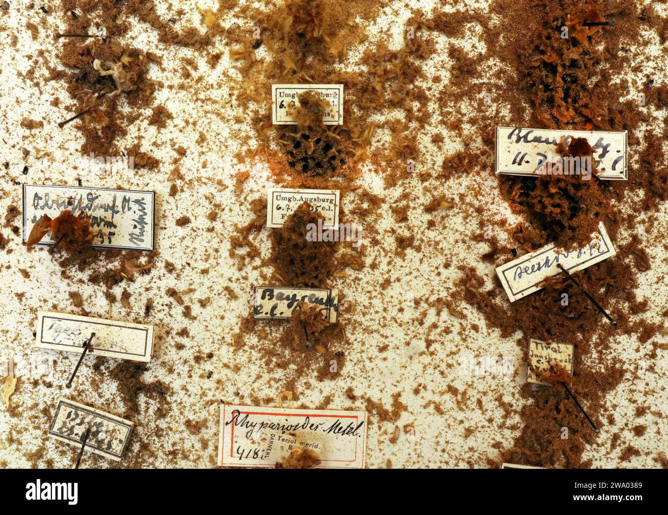 26.12..2023 / Sachsen Anhalt Sachsen-Anhalt Halle Schmetterling Schmetterlinge Falter Biodiversität Insekt Insekten Nachtfalter Macroaufnahme Makroaufnahme Makrofoto Makrofoto Parasitenbefall Insektensammlung Sammlung Insektenkasten Präparat Sammlungsschädlinge Museumskäfer Speckkäfer Staubläuse Zerstörung zerstört beschädigen Insektenpräparat zoologisches Präparat Schmetterlingspräparate *** 26 12 2023 Sachsen-Anhalt Sachsen Anhalt Halle Schmetterlinge Falter Falter Biodiversität Insekten Falter Makrofoto Makrofoto Makrofoto Makrofoto Makrofoto Parasitenbefall Insektensammlung Stockfoto