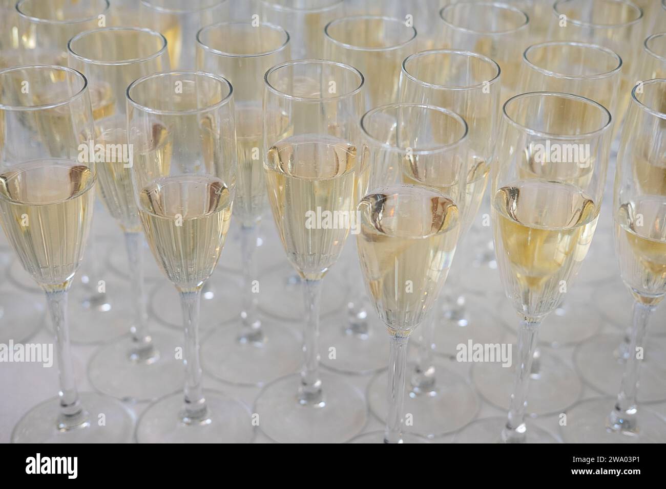 Viele hohe Gläser gefüllt mit Cava, Prosecco oder Champagner, prickelnde alkoholische Getränke in Flötengläsern auf einem Tisch bei einer formellen Veranstaltung Stockfoto