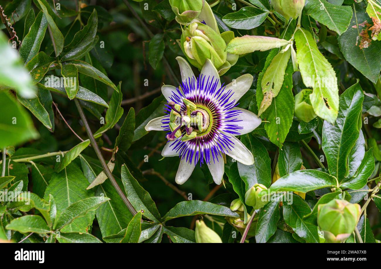 Nahaufnahme einer Passionsblume, Passiflora caerulea, zwischen Baumblättern. Weiße und violette Blüten Stockfoto