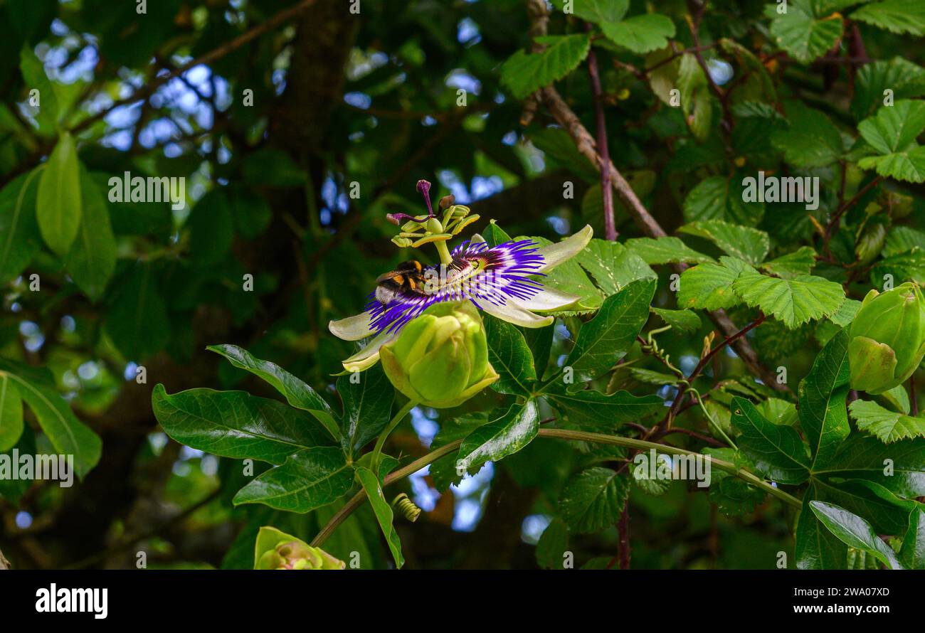 Profilnaht einer Passionsblume, passiflora caerulea, zwischen Baumblättern. Auf dem Bild sieht man eine Hummel, die bestäubt Stockfoto