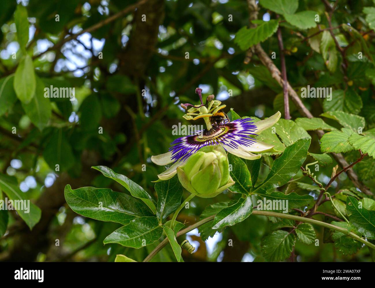 Profilnaht einer Passionsblume, passiflora caerulea, zwischen Baumblättern. Auf dem Bild sieht man eine Hummel, die bestäubt Stockfoto
