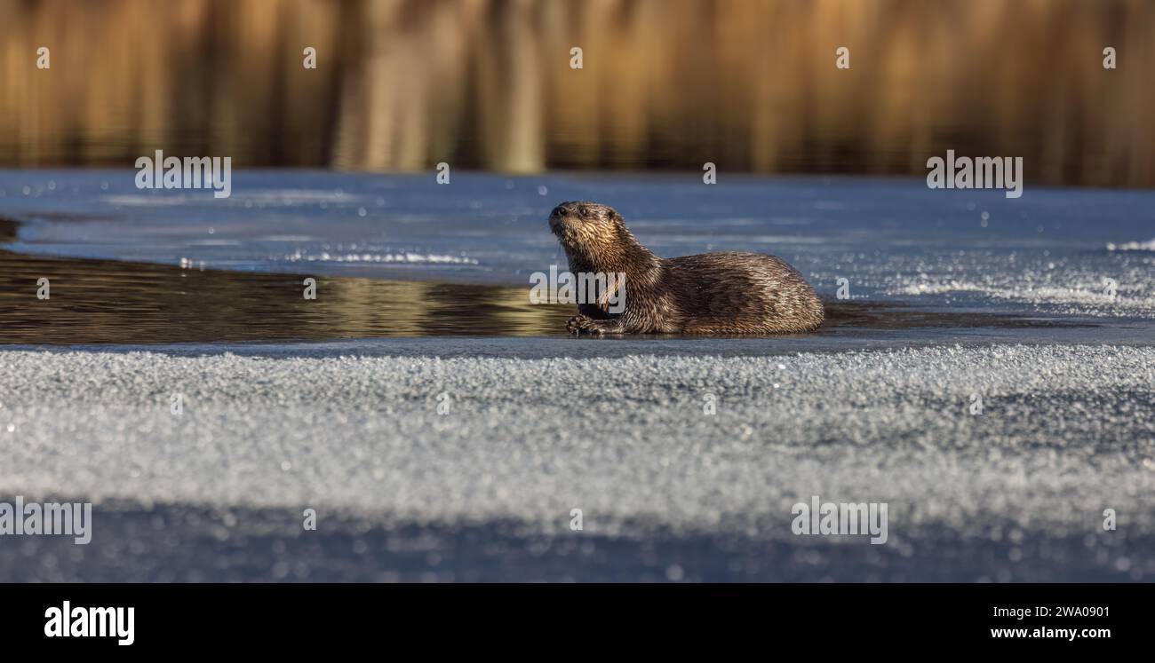 Flussotter am Blaisdell Lake im Norden von Wisconsin. Stockfoto