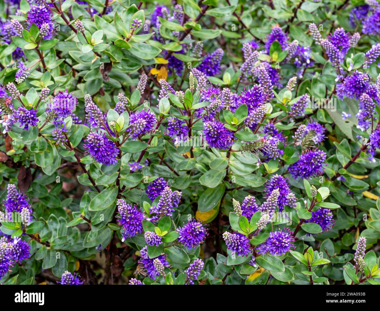 Violette Blüten und grüne Blätter der Hecke veronica Stockfoto