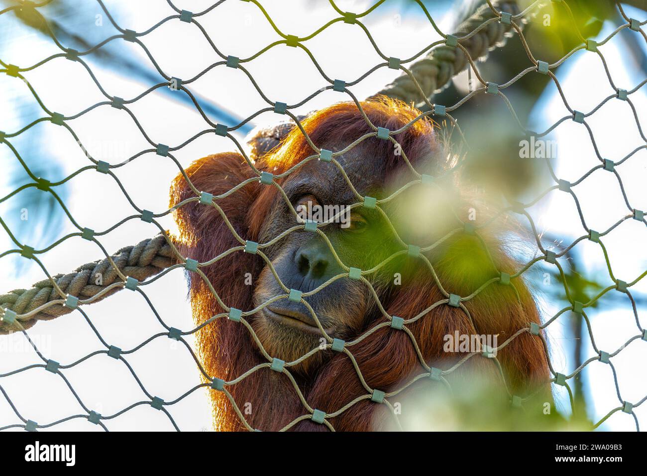 Pongo pygmaeus, der Orangutan, lebt in den südostasiatischen Regenwäldern. Mit seinen intelligenten Augen und seinem sanften Auftreten symbolisiert dieser große Affe den im Stockfoto