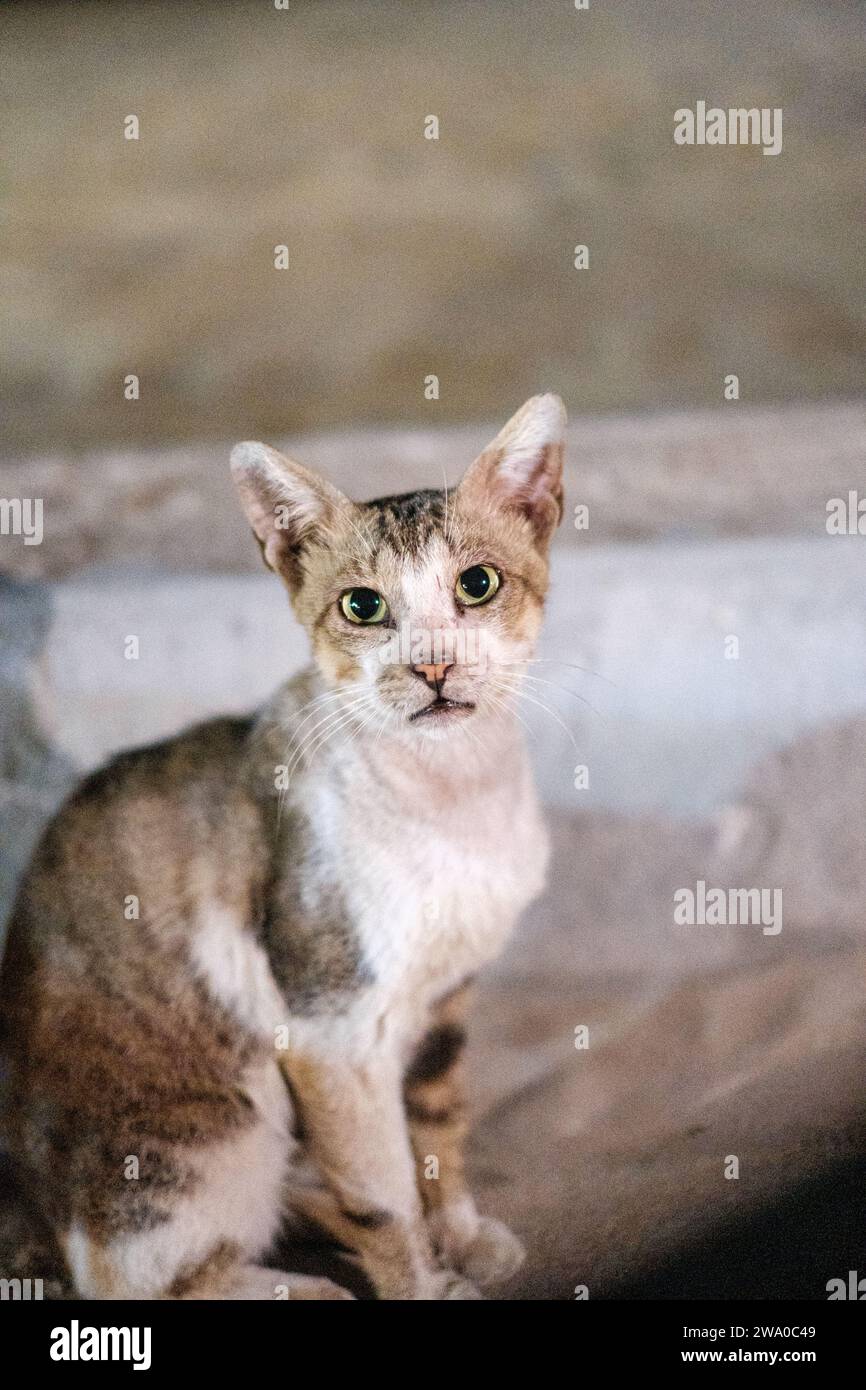Katze mit grünen Augen posiert Stockfoto