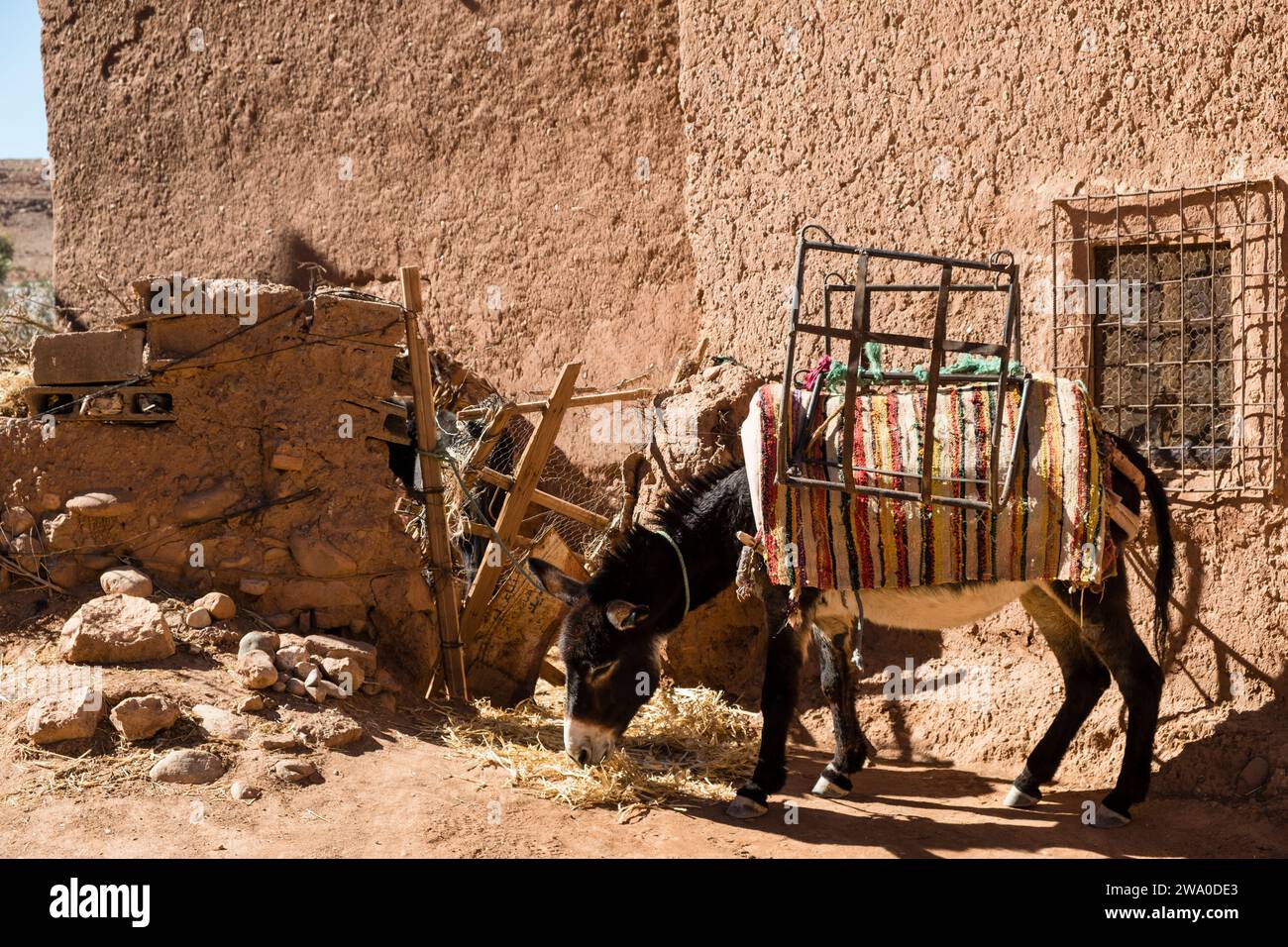 Esel gefesselt und wartet auf eine Ladung, die in dem zerbröckelnden Dorf Ait Ben Haddou, Ouarzazate, Marokko, Nordafrika transportiert wird Stockfoto