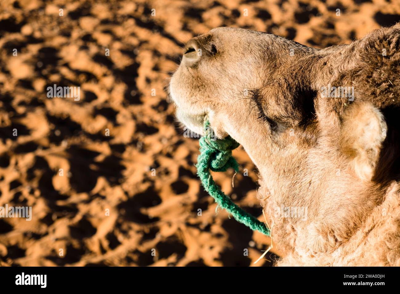 Nahaufnahme eines Kamelkopfes im Sandmeer von Erg Chebbi, Sahara, Marokko Stockfoto