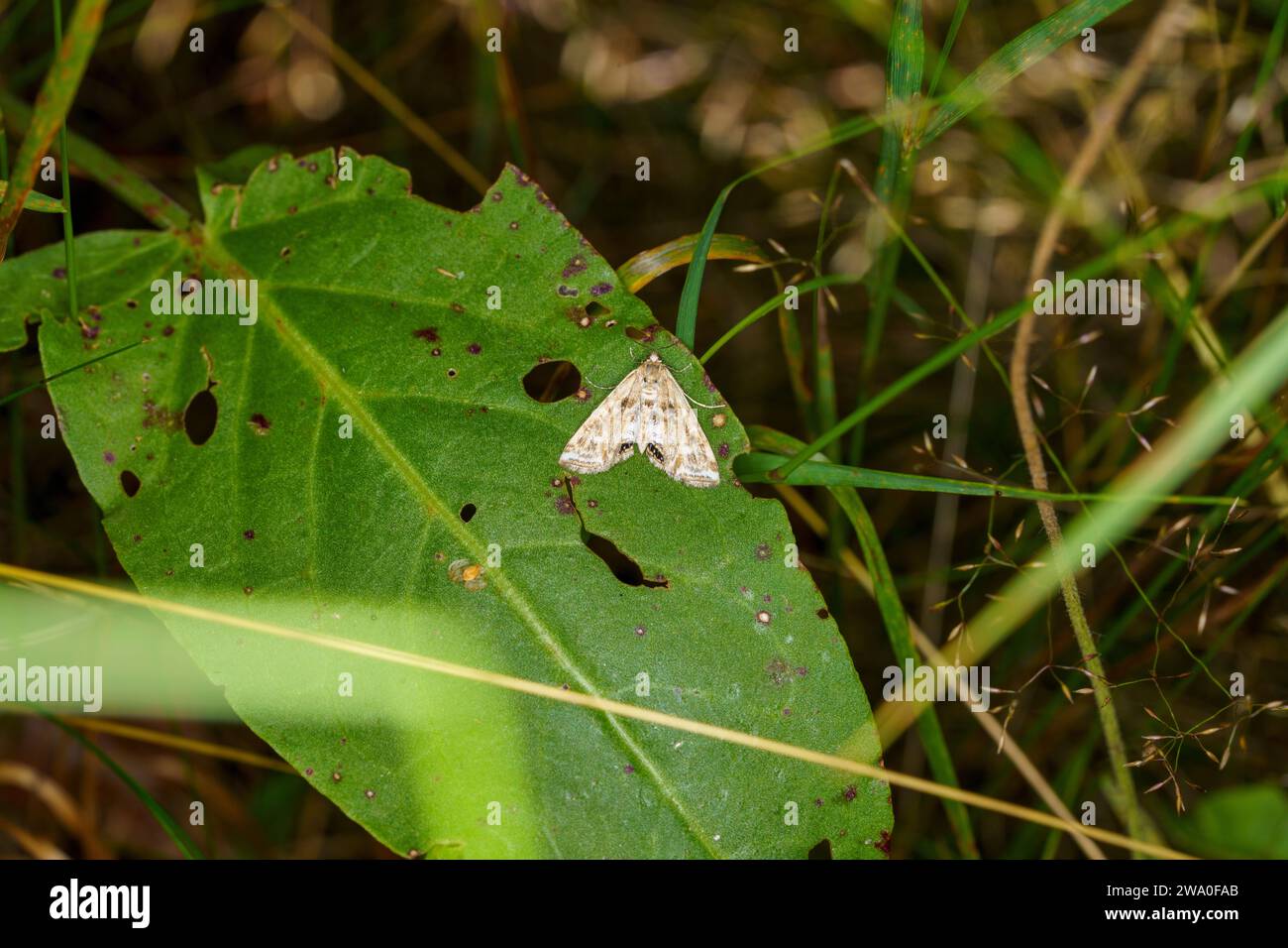 Cataclysta Lemnata Familie Crambidae Gattung Cataclysta kleine China-Mark Motte wilde Natur Insekten Tapete, Bild, Fotografie Stockfoto