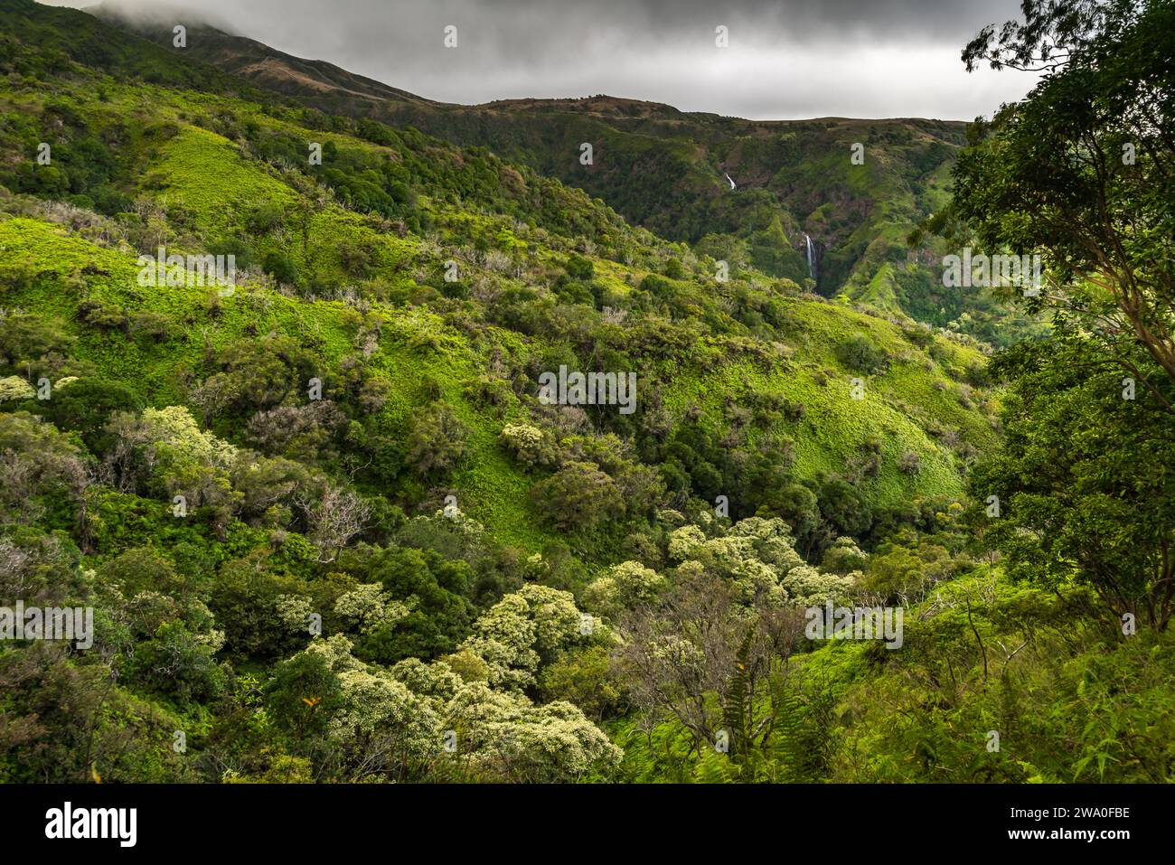 Wasserfälle zieren die lebhaften Hügel von Mauis Waihe'e Ridge. Stockfoto