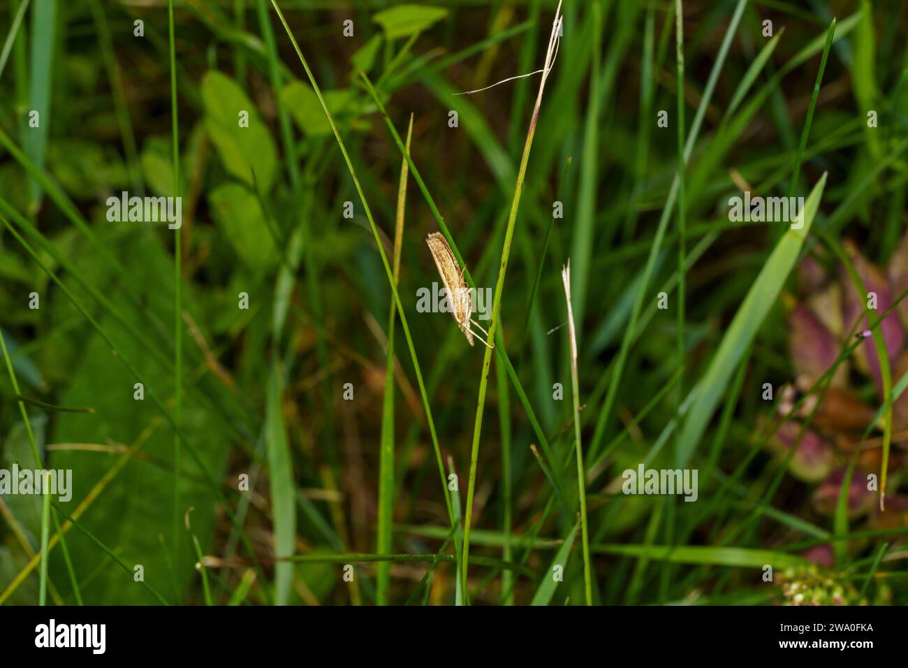 Agriphila tristella Familie Crambidae Gattung Agriphila blasssträhnte Gras-Furnier Motte wilde Natur Insekten Tapete, Bild, Fotografie Stockfoto