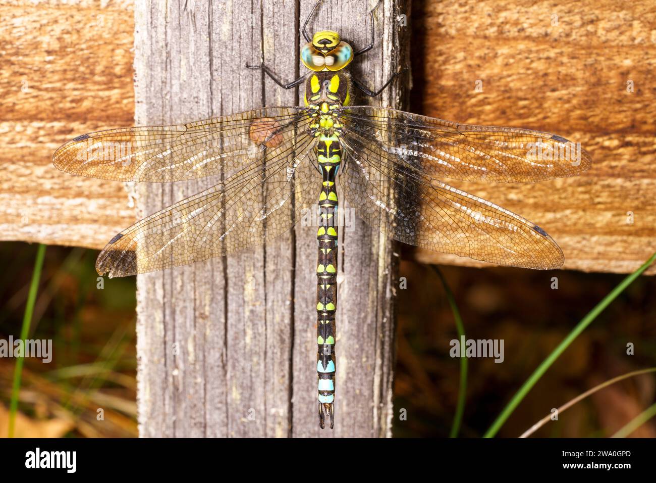 Aeshna cyanea Familie Aeshnidae Gattung Aeshna Southern Hawker Blue Hawker Wild Natur Insekten Tapete, Bild, Fotografie Stockfoto