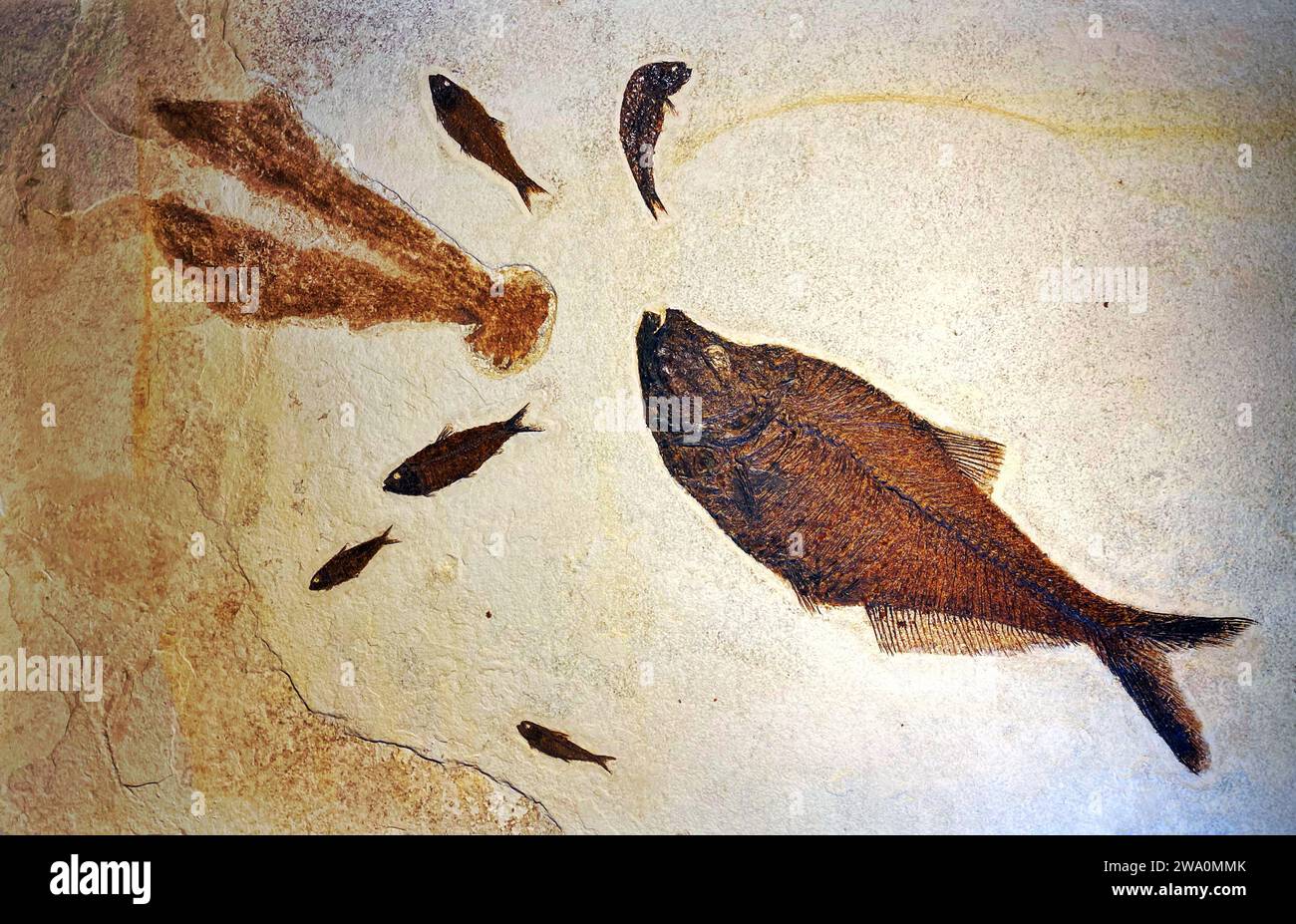 Fossile Fische, Fossilien früherer prähistorischer Meereslebewesen Stockfoto