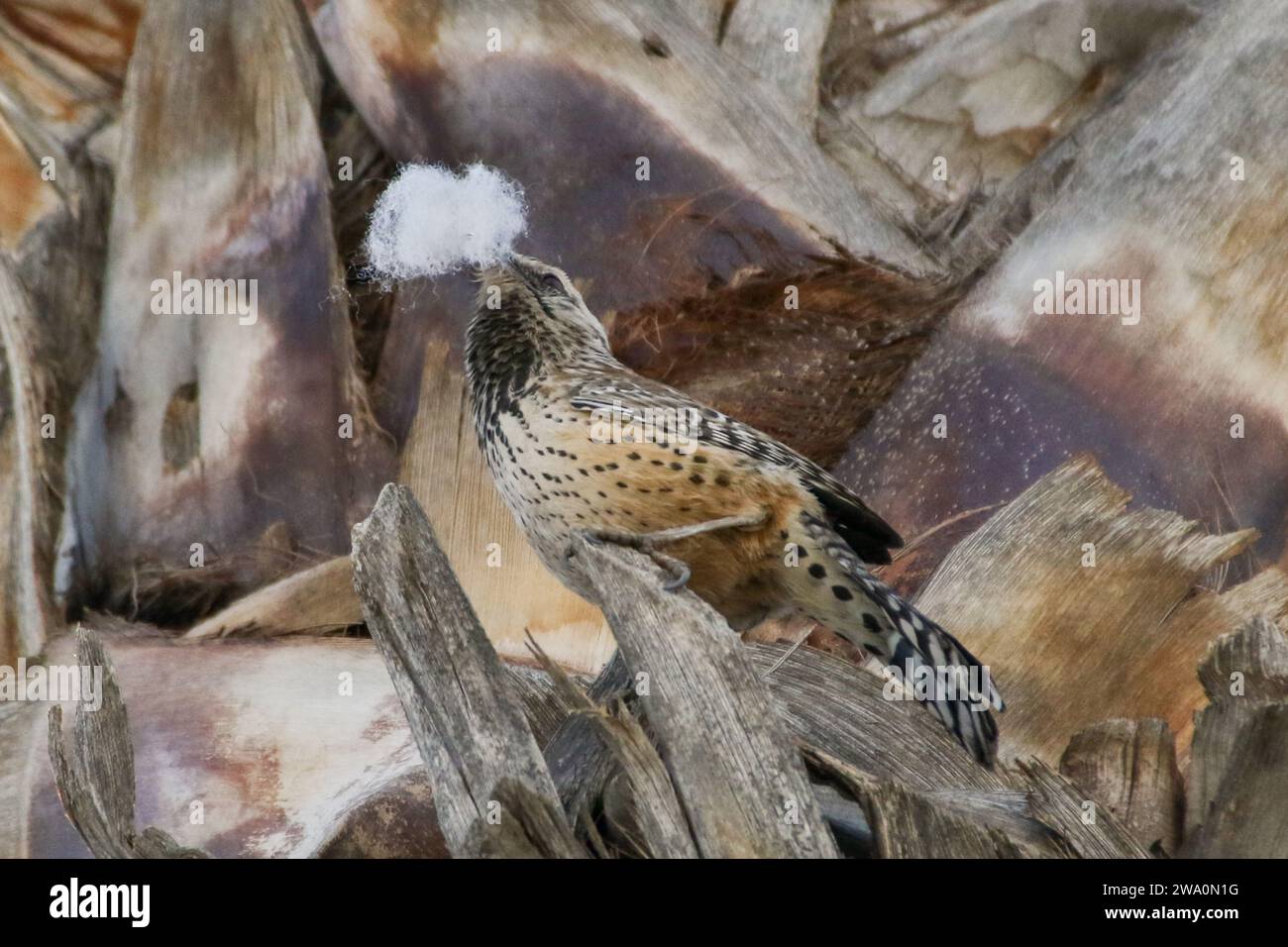 Cactus Wren baut ein Nest in einer Palme Stockfoto