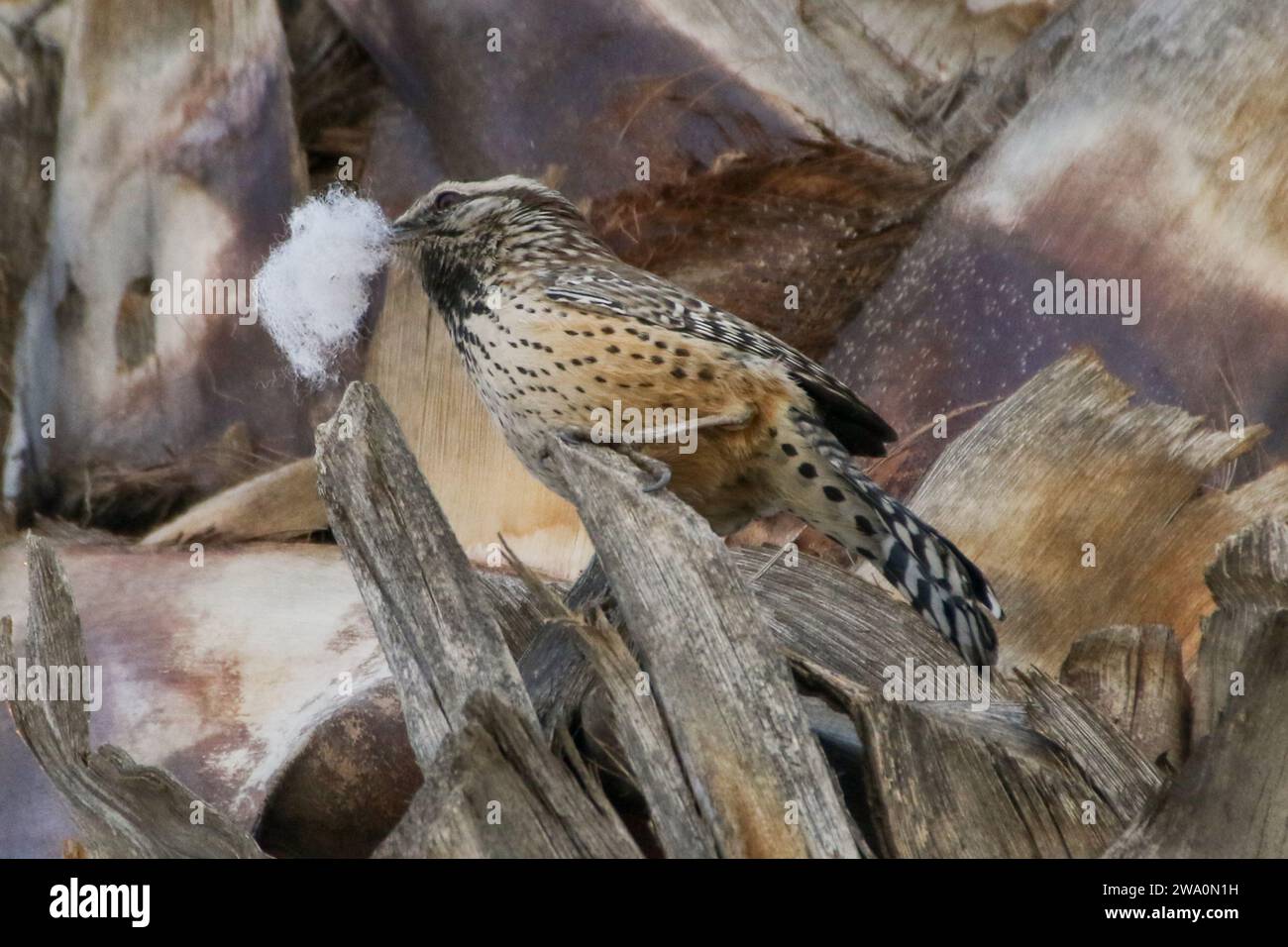 Cactus Wren baut ein Nest in einer Palme Stockfoto