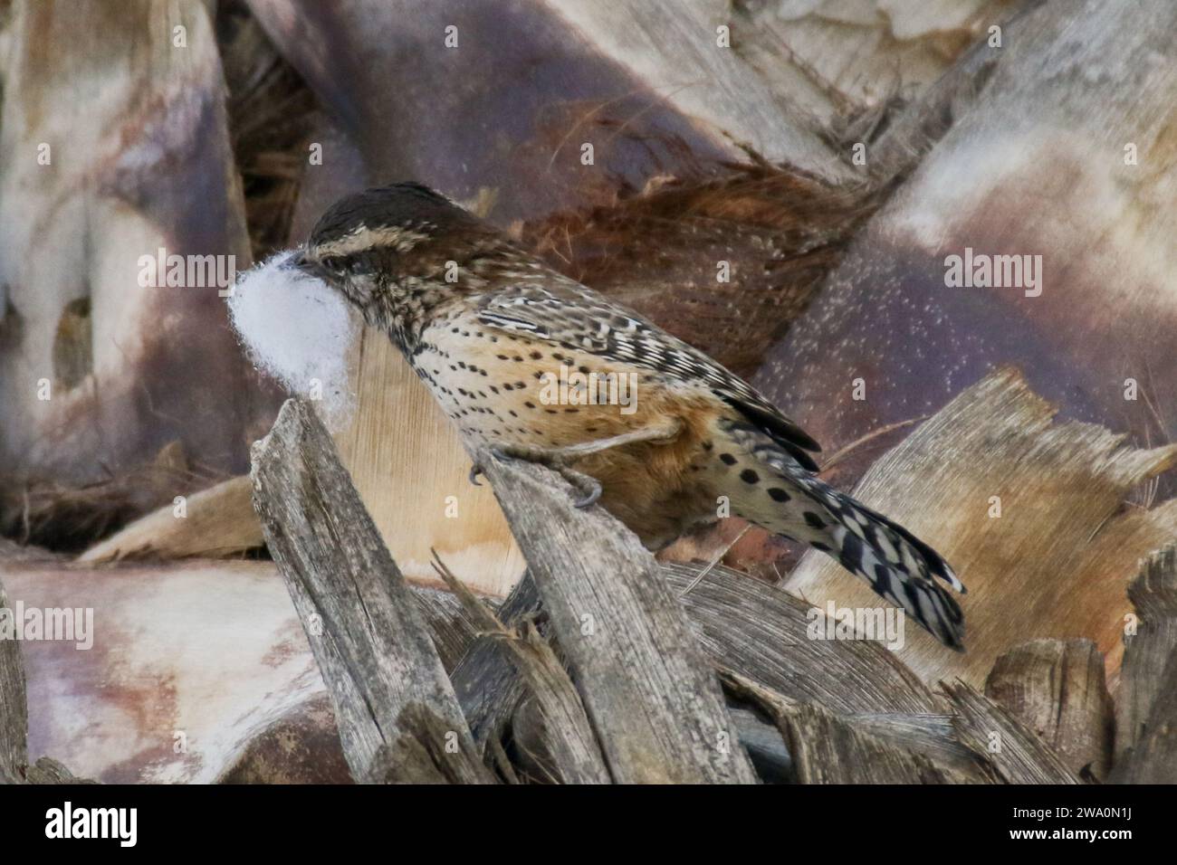 Cactus Wren baut ein Nest in einer Palme Stockfoto