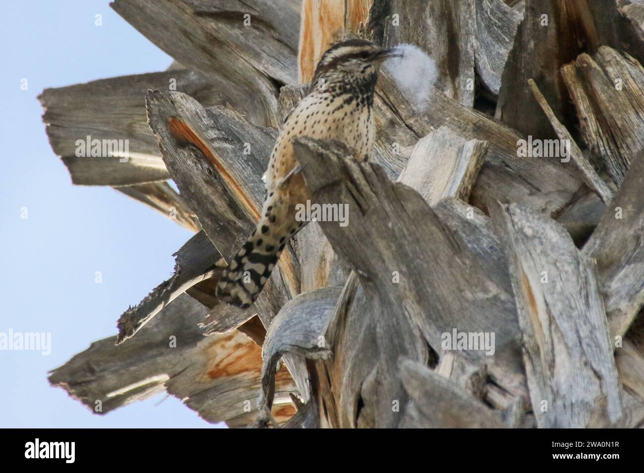 Cactus Wren baut ein Nest in einer Palme Stockfoto
