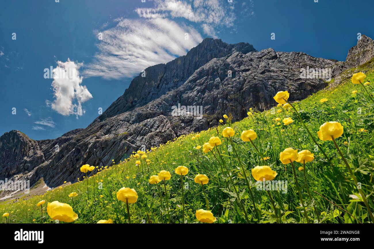 Eine sommerliche Berglandschaft mit blauem Himmel, weißen Wolken und Wiese mit gelben Globeblumen (Trollius europaeus), Trollblume, Alpspitze, Kreuzeck, O Stockfoto